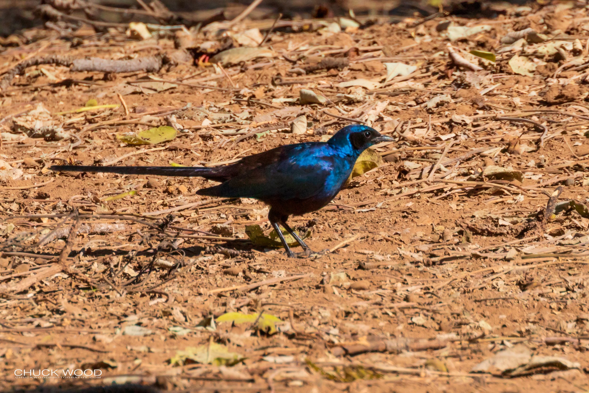   Mana Pools, Zimbabwe 2019 