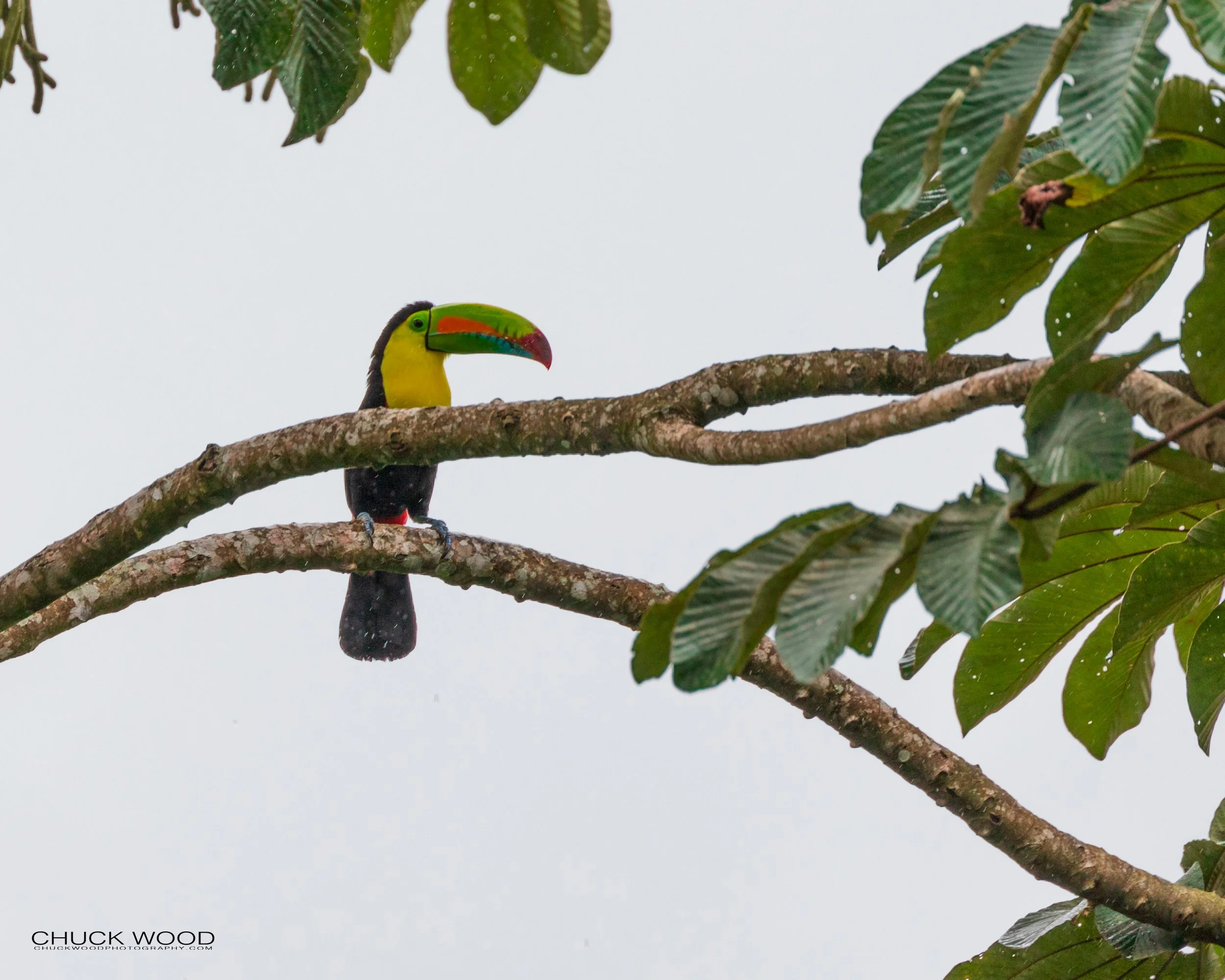 Rancho Naturalista, Costa Rica 2020 