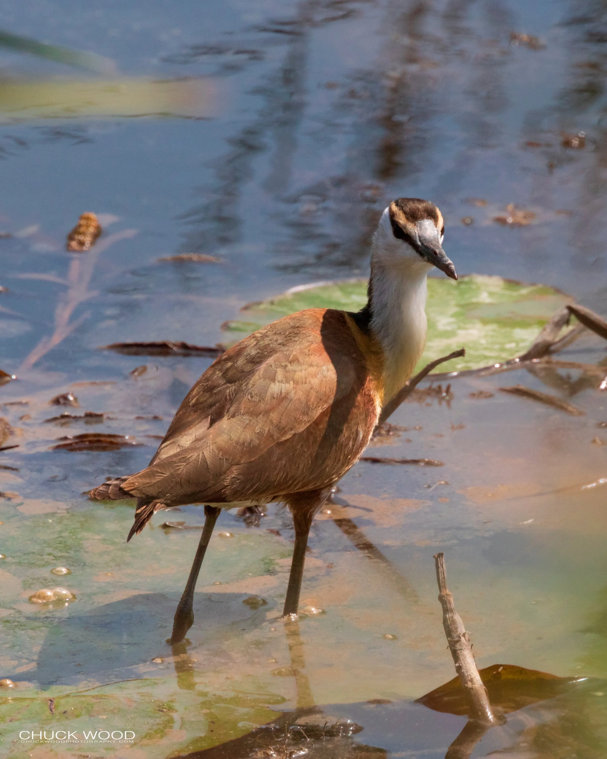  Hwange, Zimbabwe 2019 