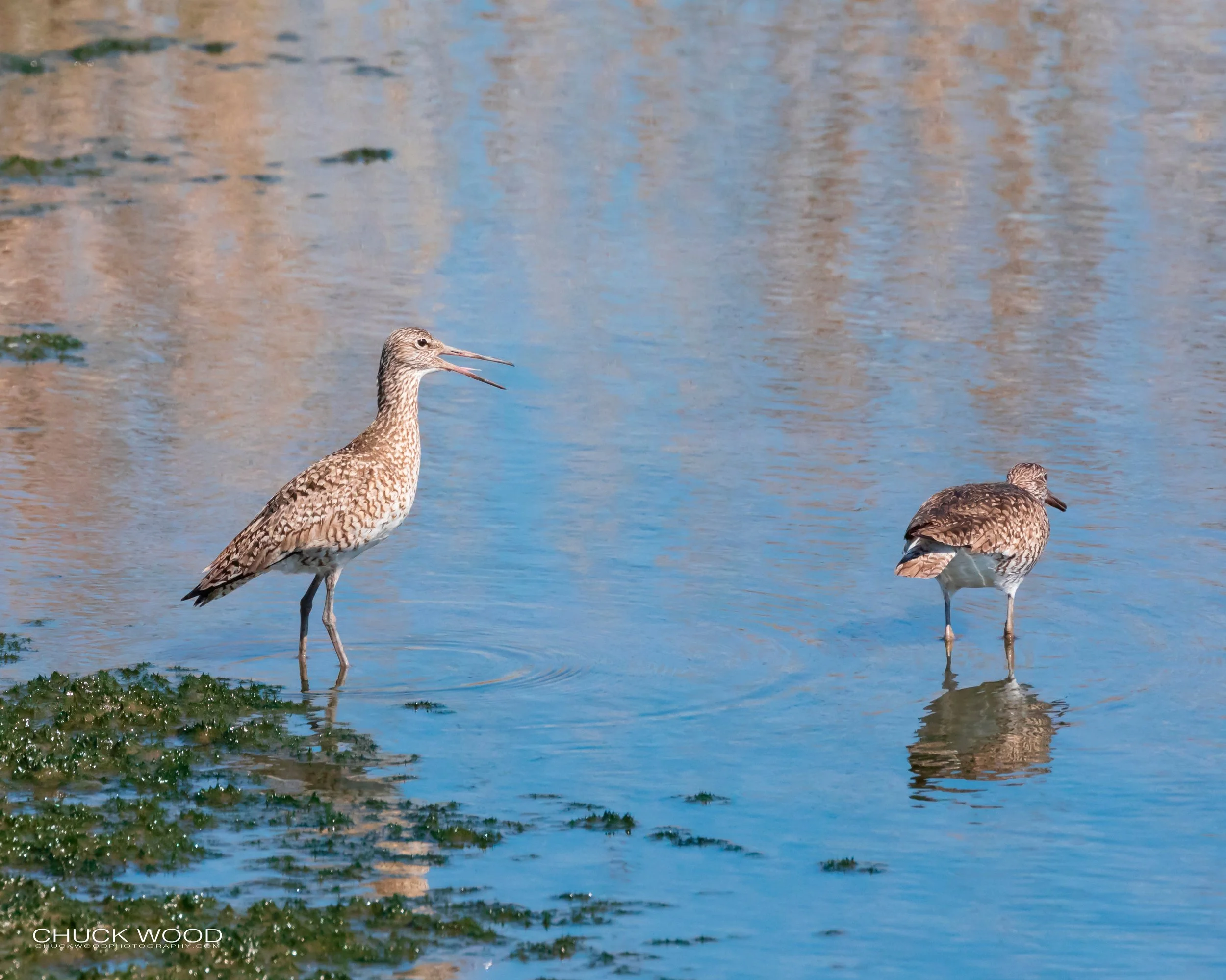   Forsythe NWR, NJ 2019 