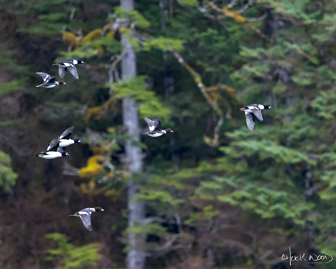  Sitka, AK 2024 