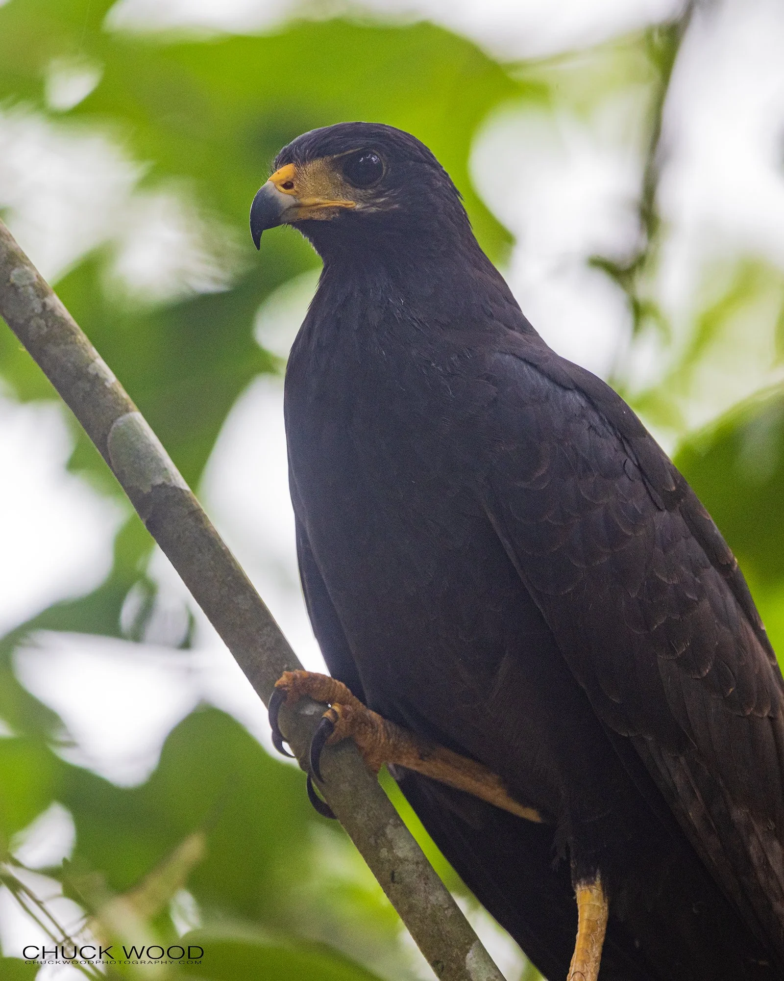  Osa Peninsula, Costa Rica 2022 