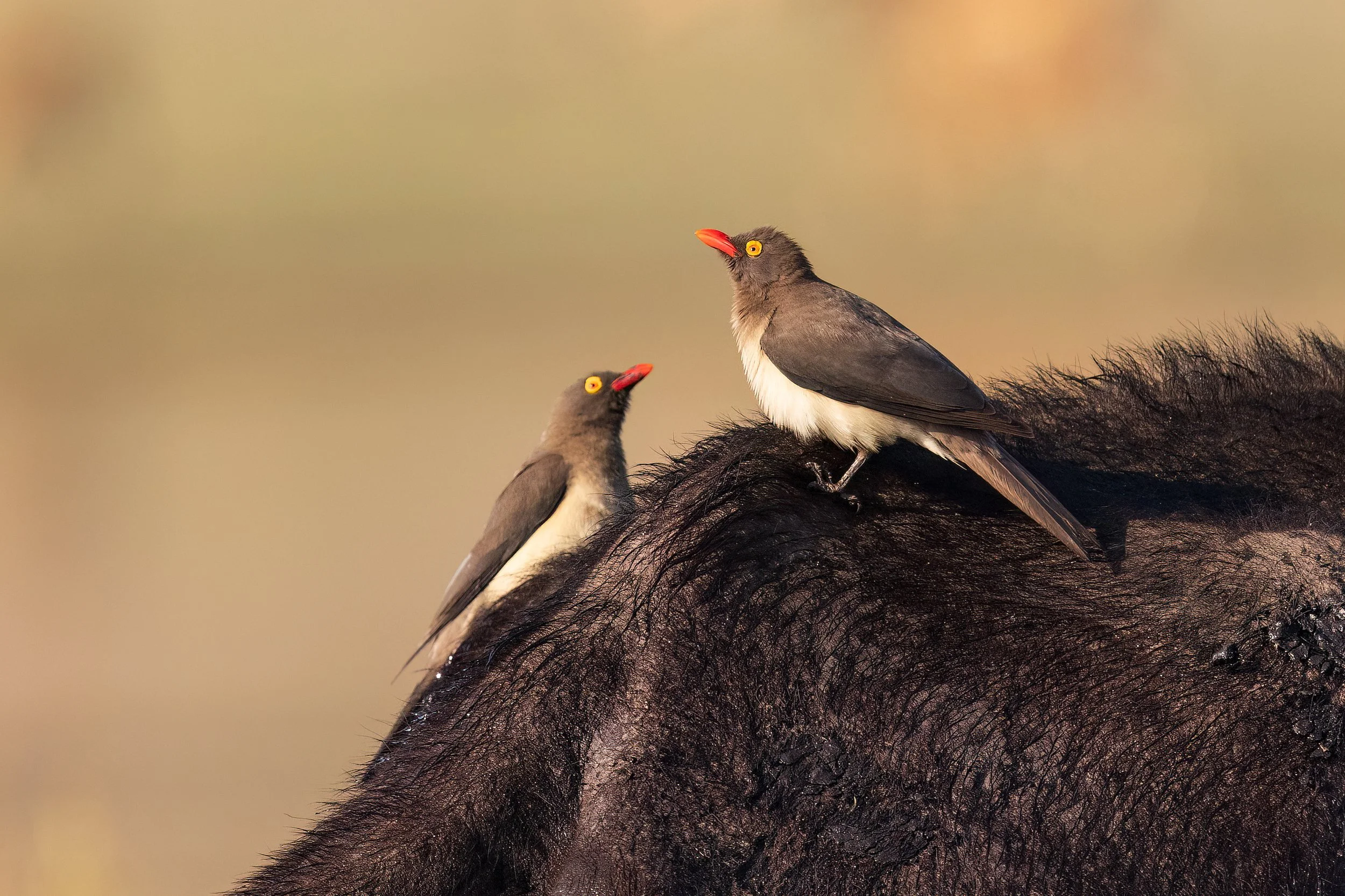  Chobe River, Botswana 2023 