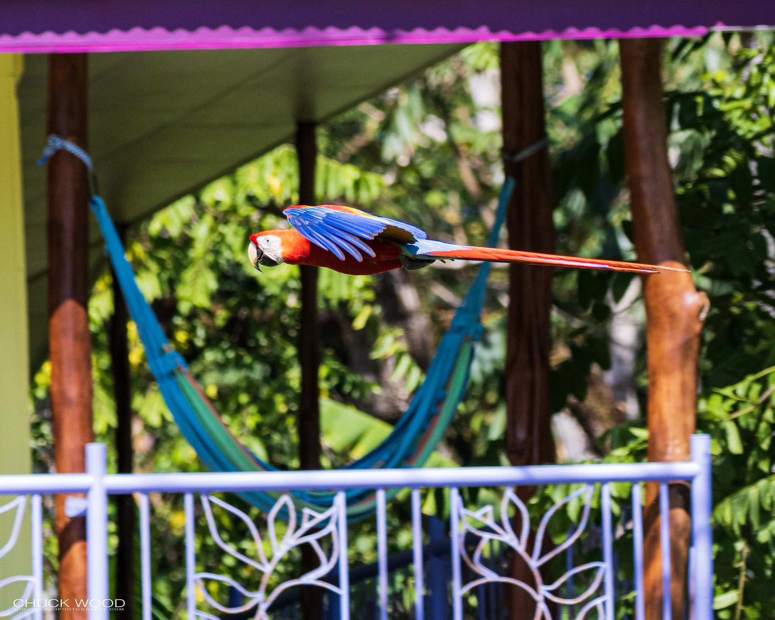  Osa Peninsula, Costa Rica 2022 