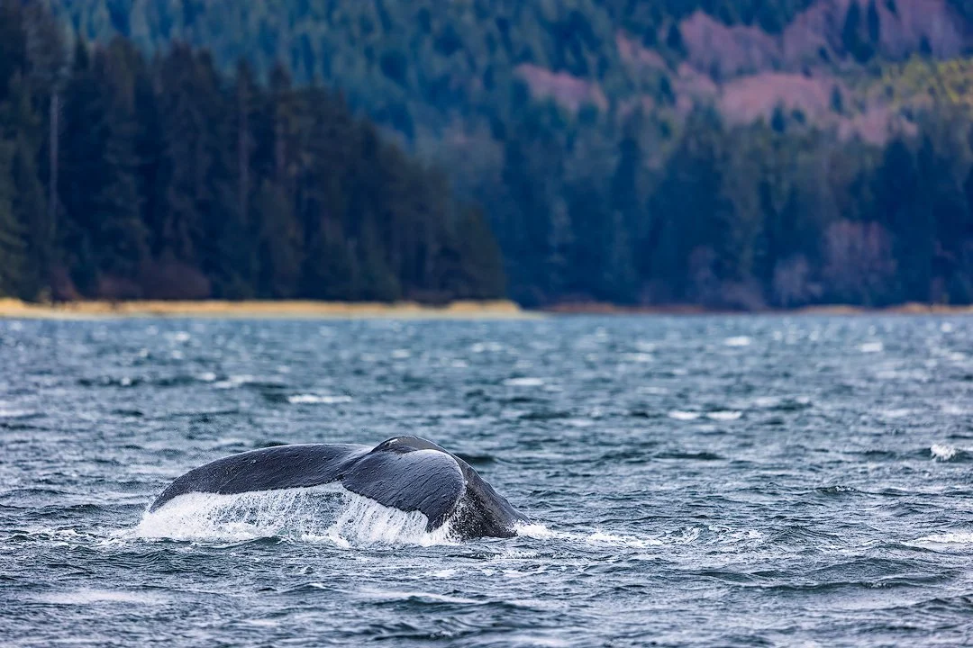 CW00305-Humpback-Tail-Sitka-2024-1080.jpg