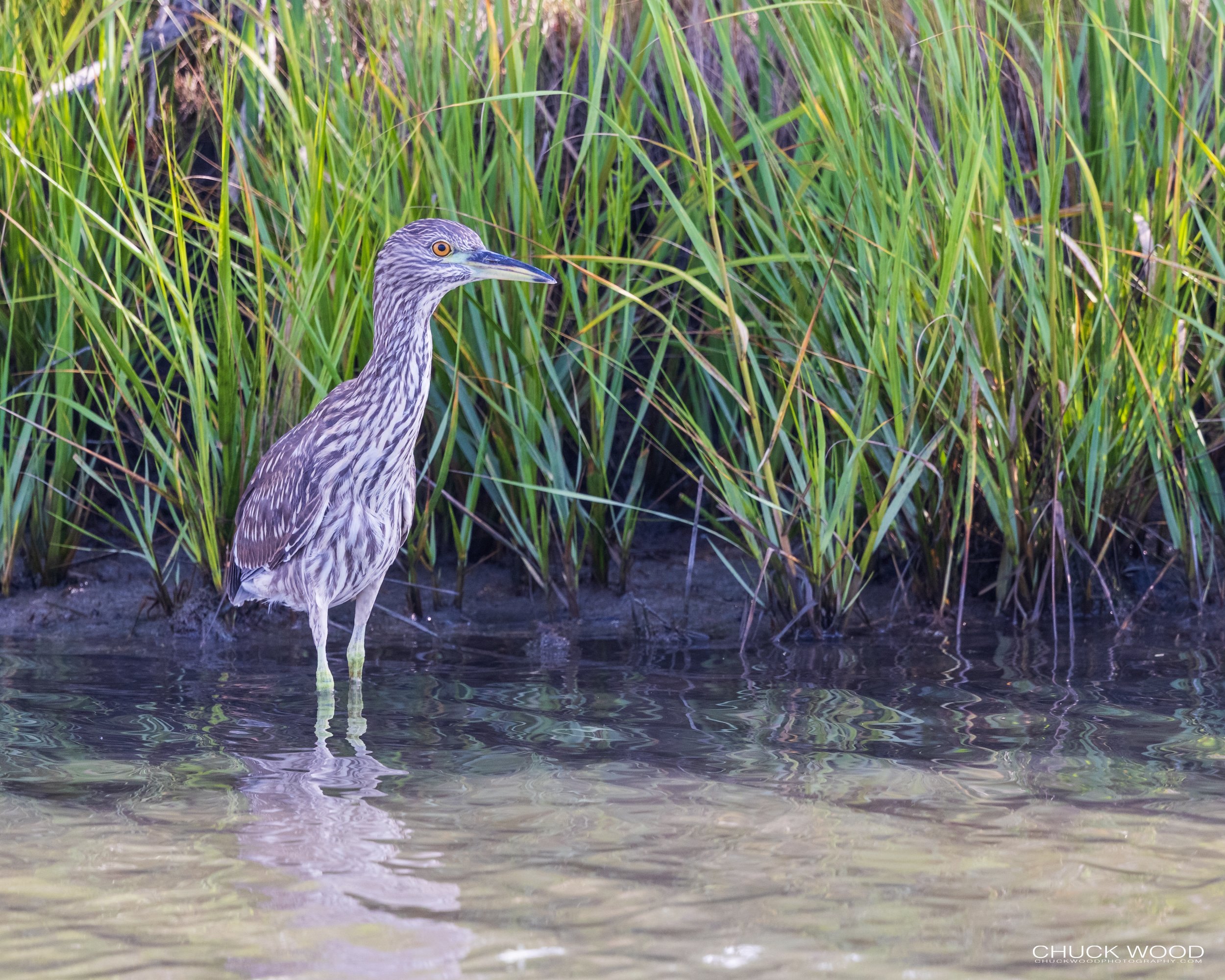  Forsythe NWR, NJ 2021 