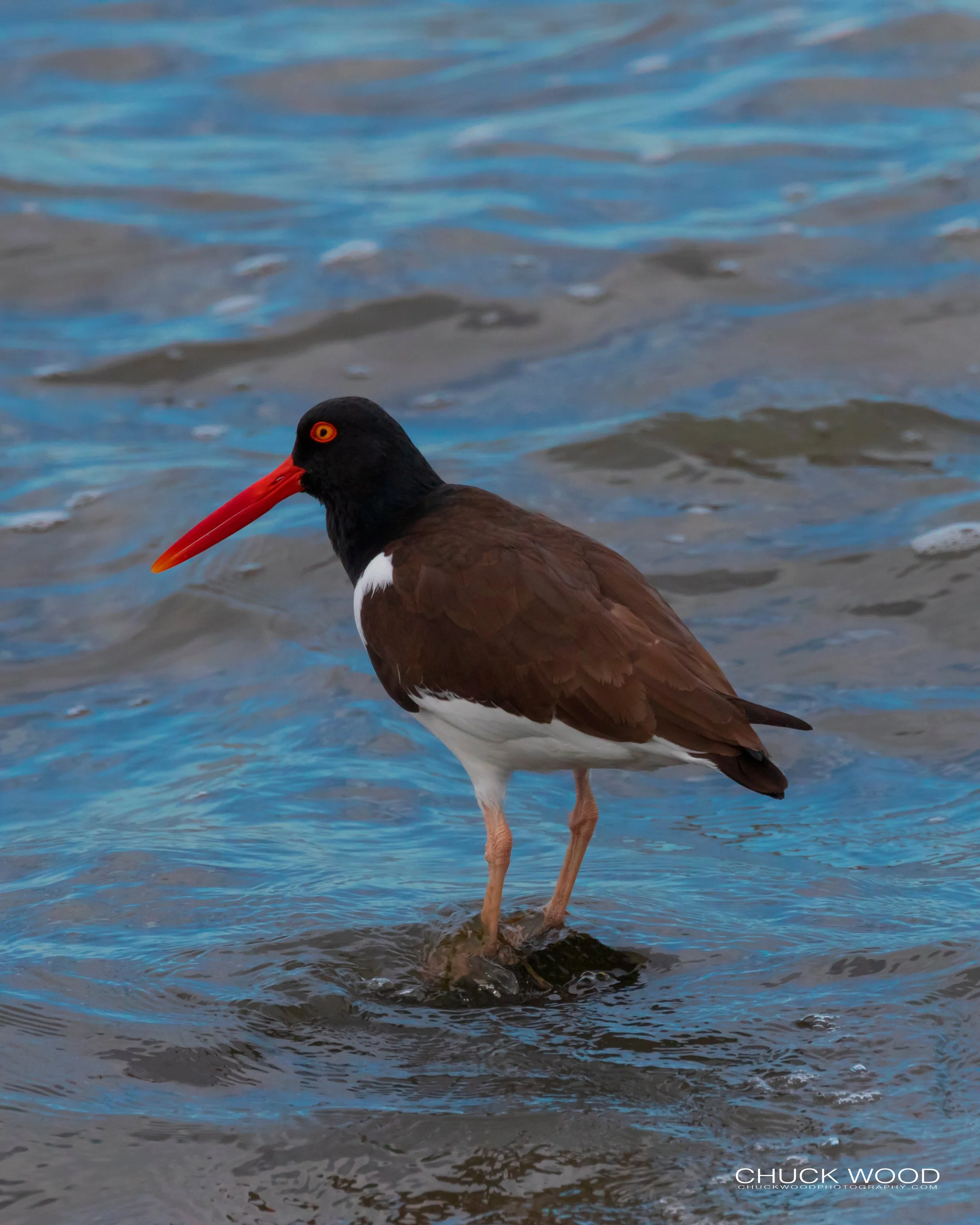  Forsythe NWR, NJ 2019 