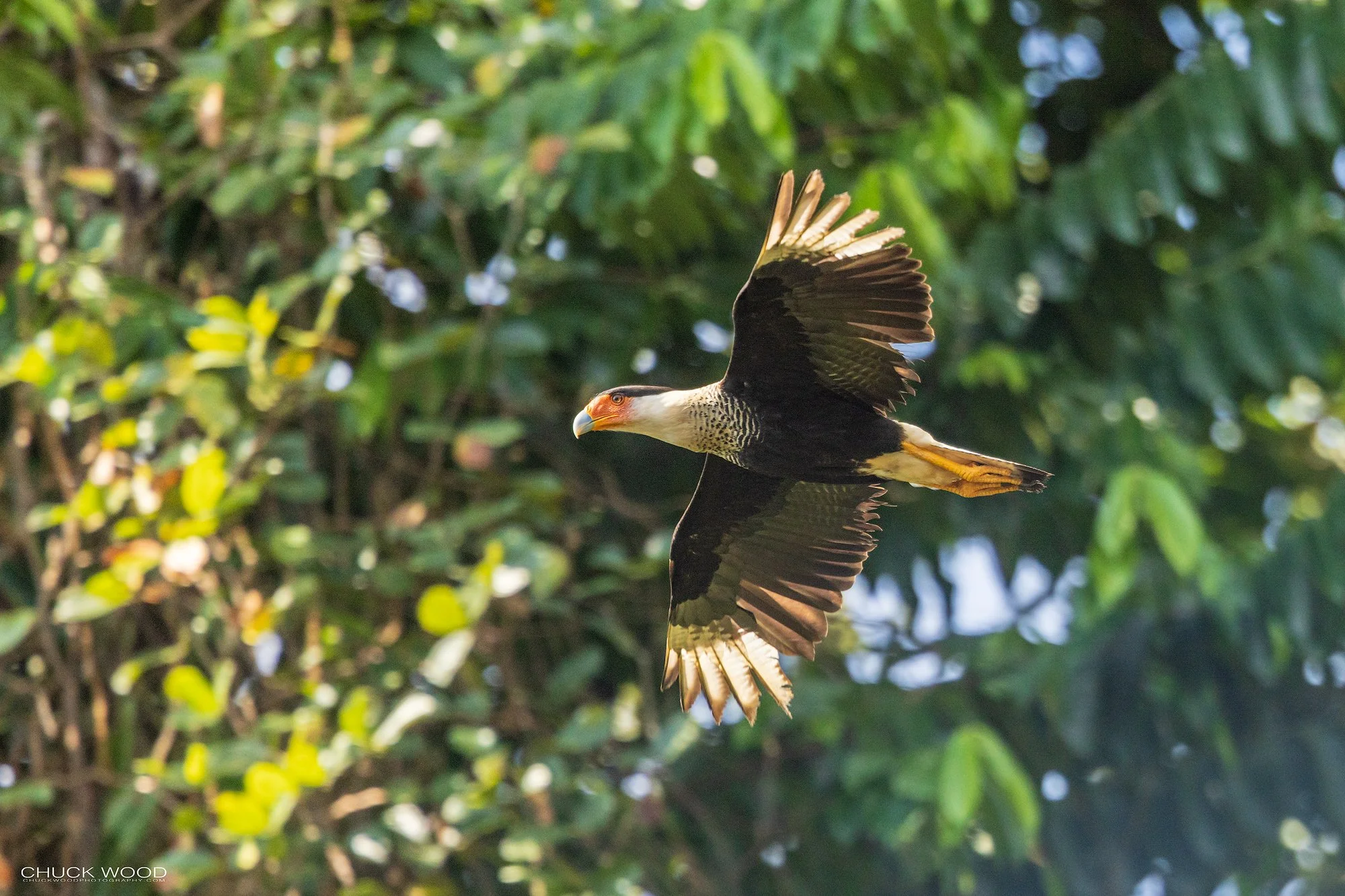  Osa Peninsula, Costa Rica 2022 