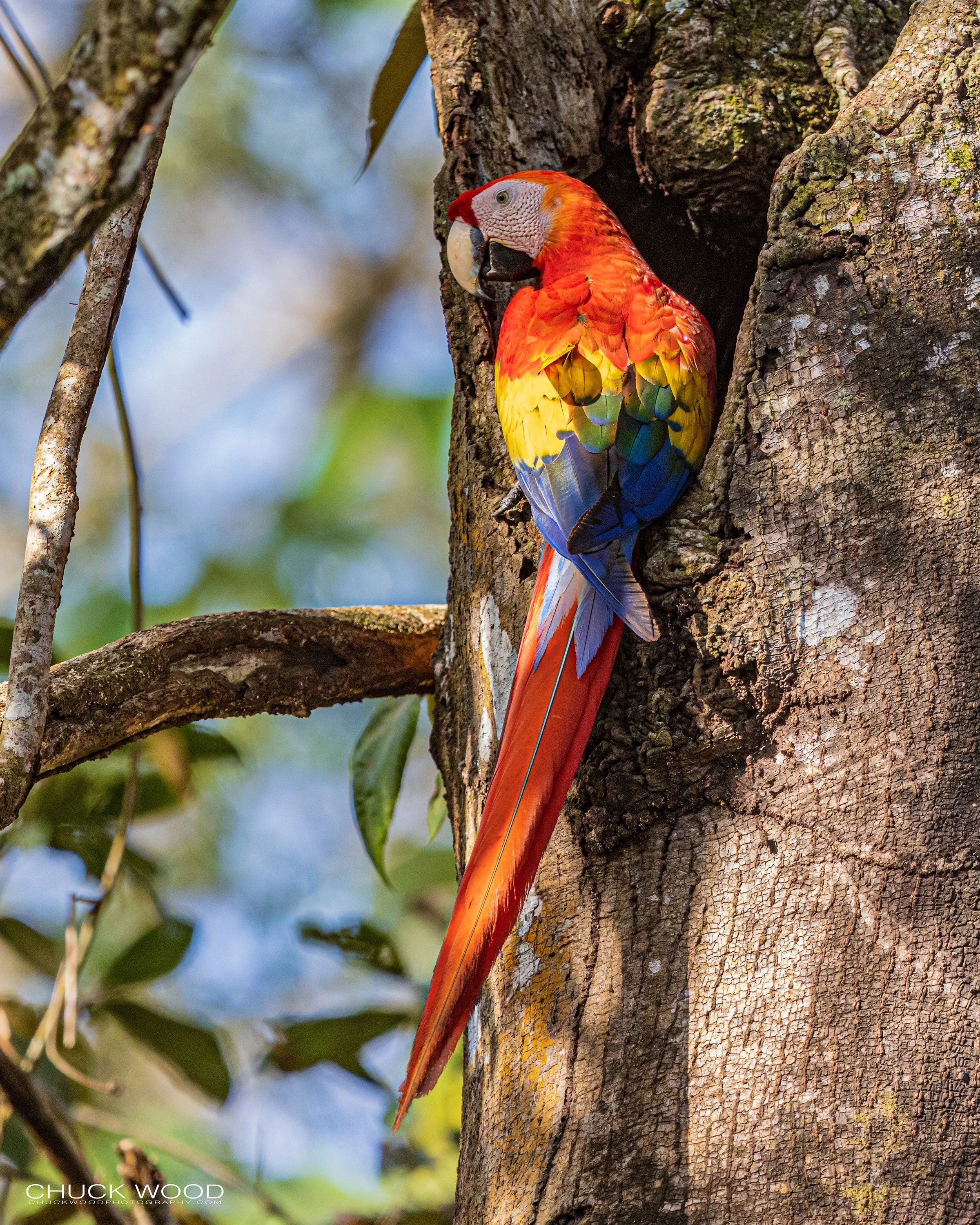  Osa Peninsula, Costa Rica 2022 