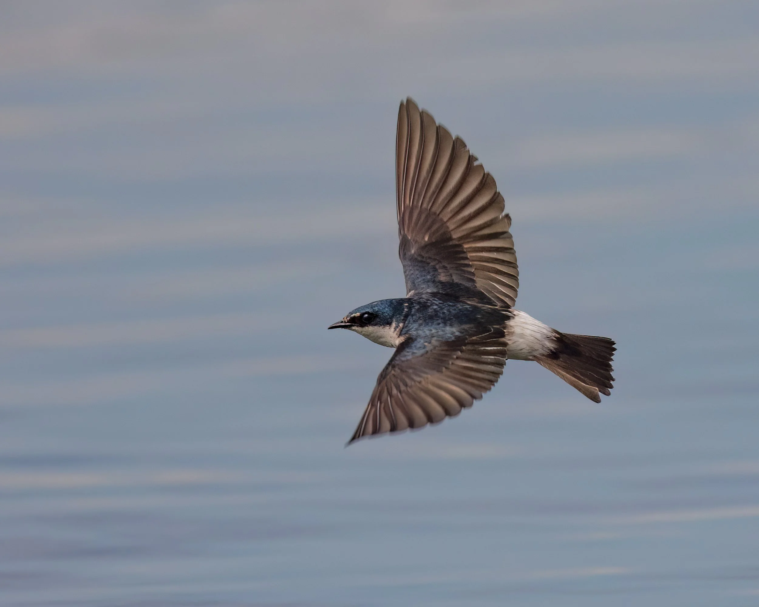  Tarcoles River, Costa Rica 2023 