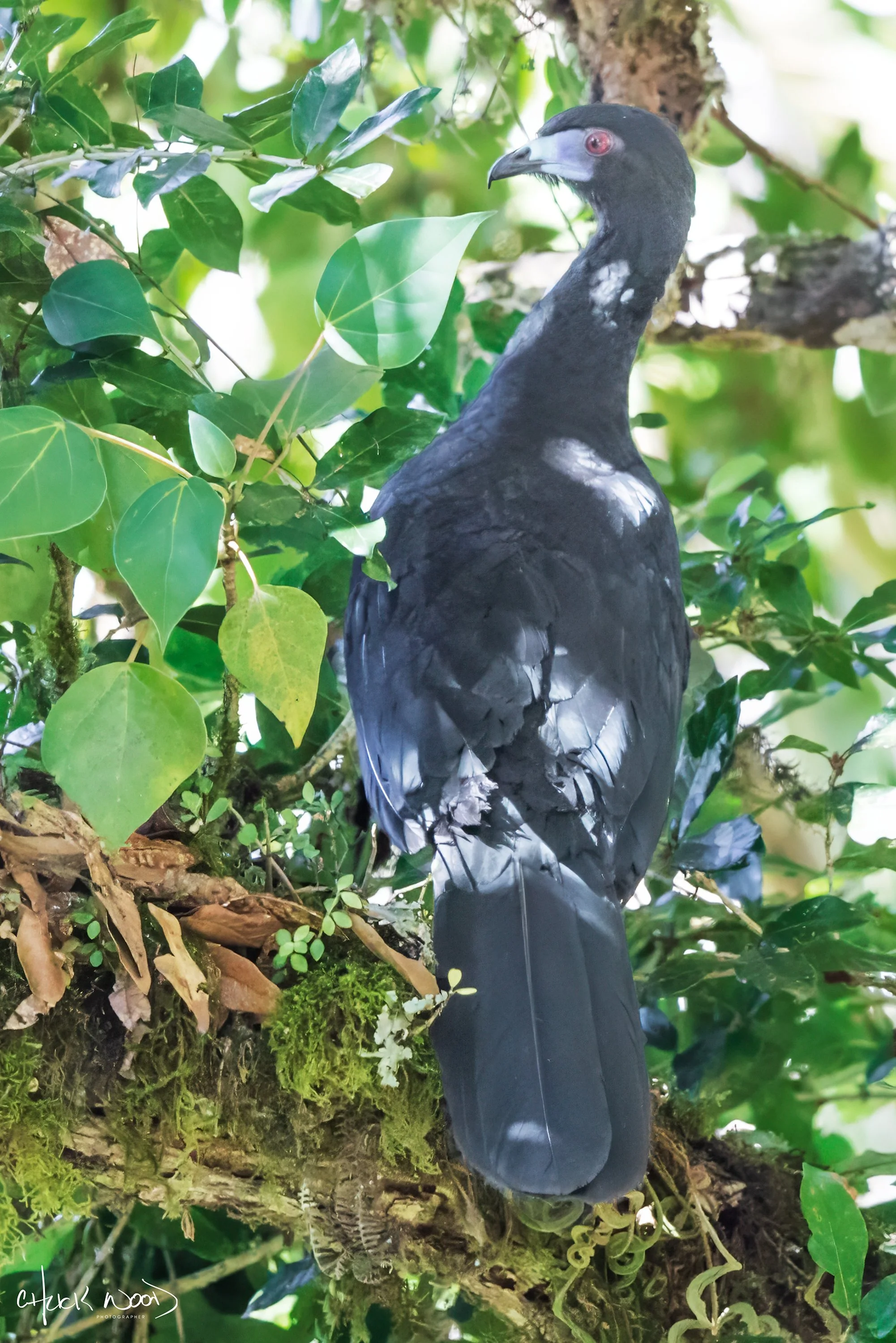  San Gerardo de Dota, Costa Rica 2020 