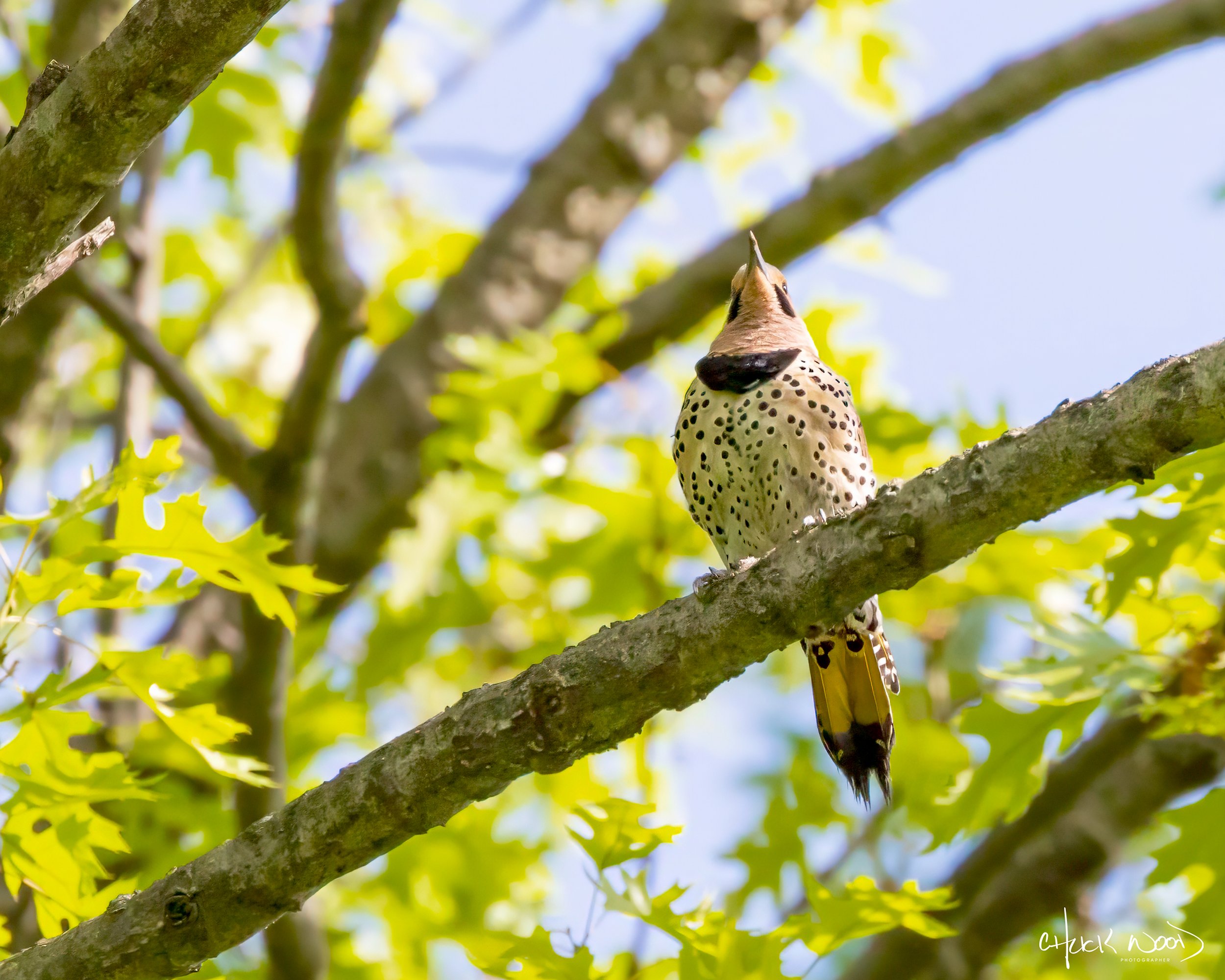  Central Park NYC, 2019 