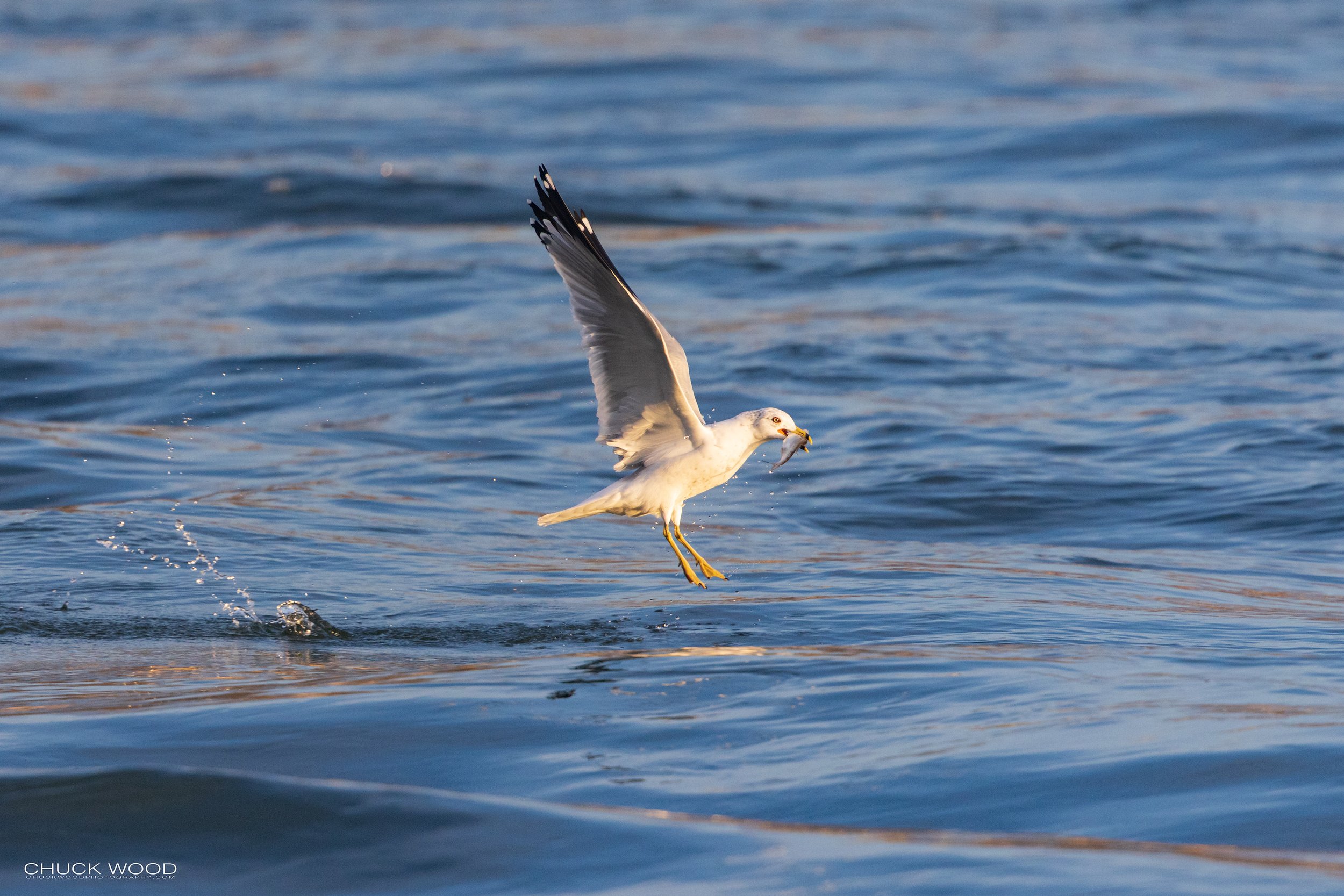  Conowingo Dam, MD 2022 