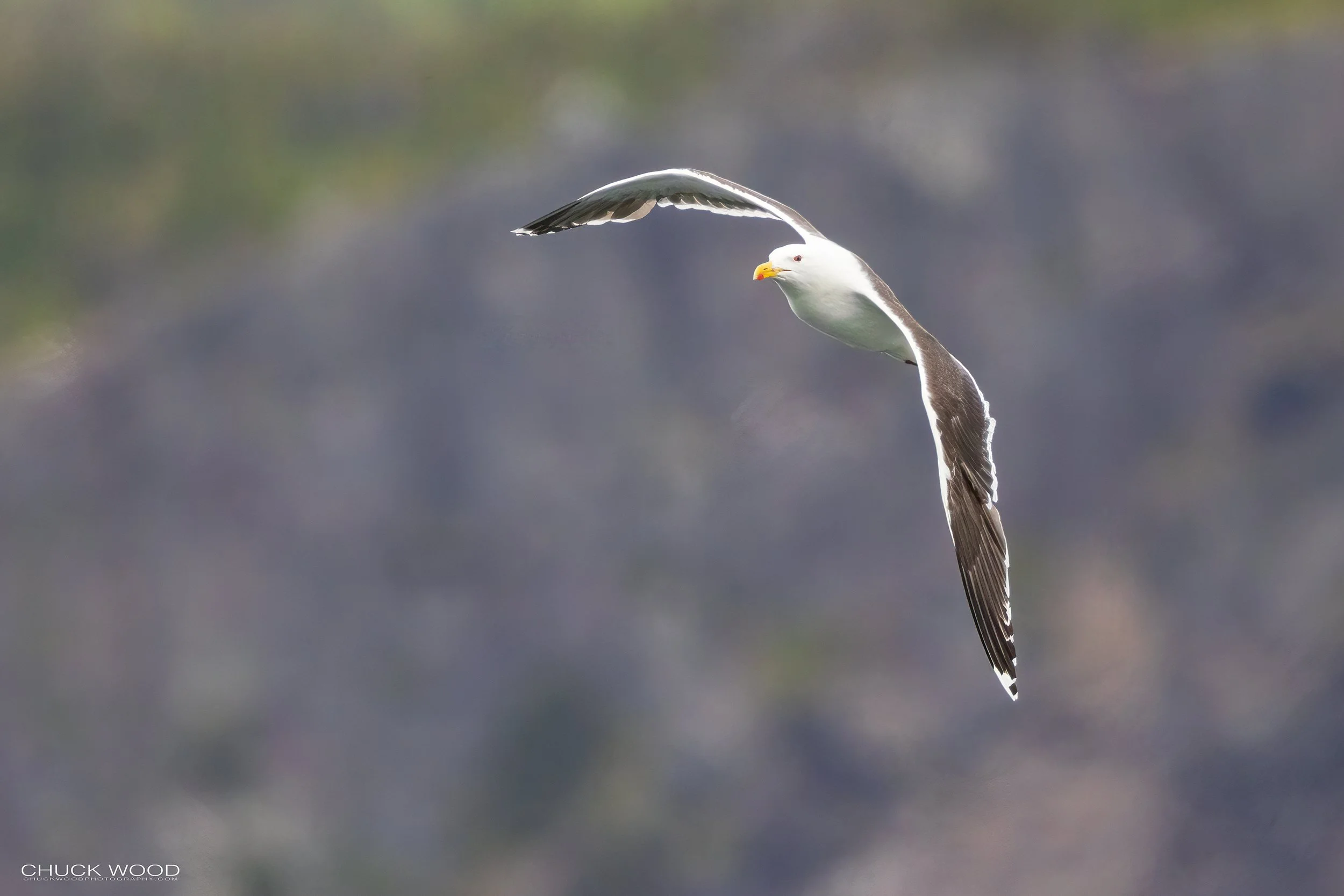  Puffin Island Elliston, NL 2022 