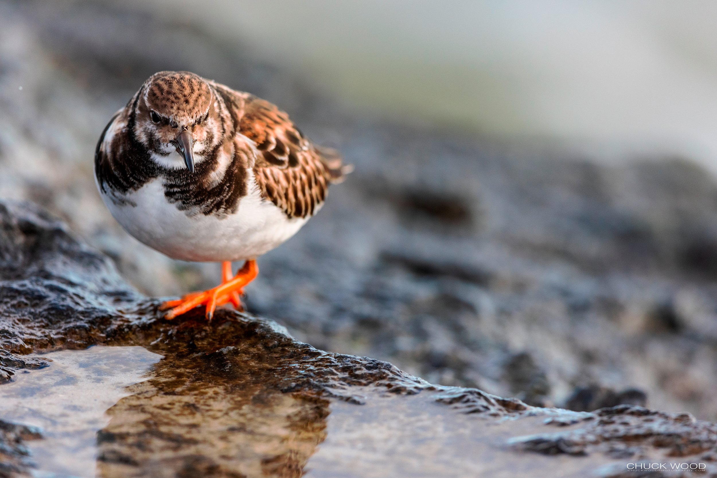  Barnegat Lighthouse, NJ 2021 