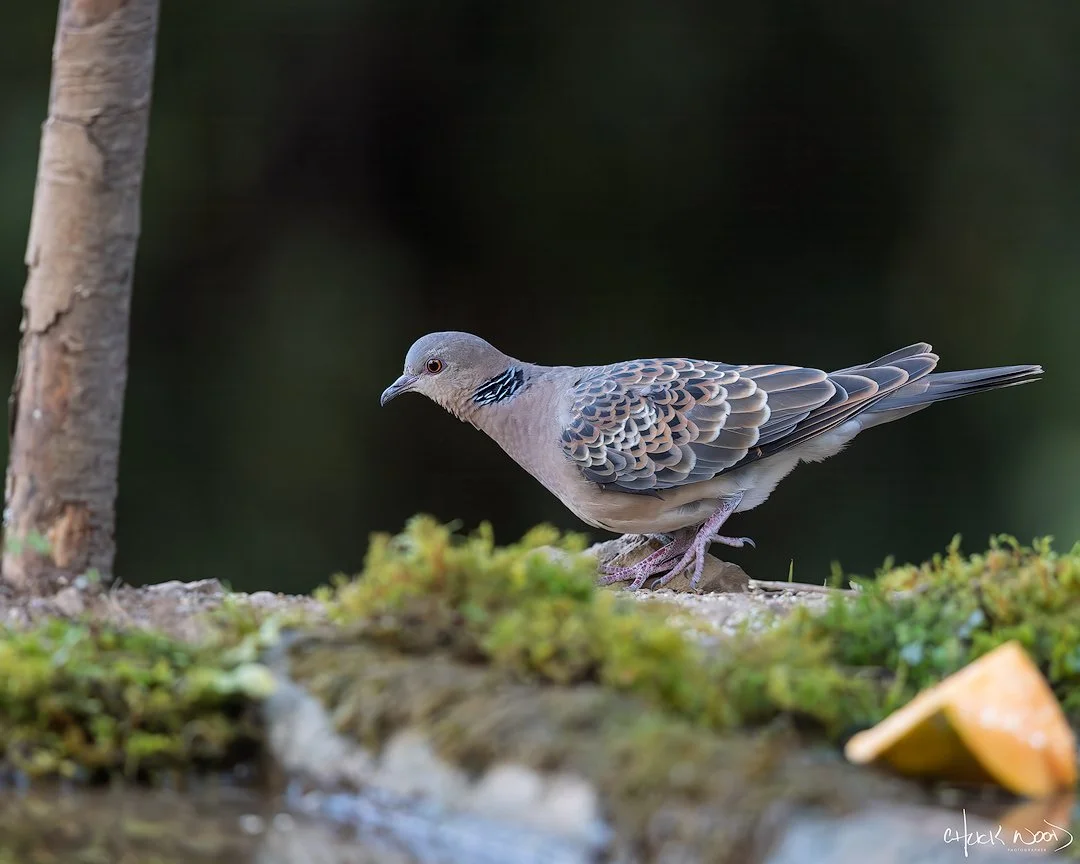  Christian Ashram Estate Sattal, India 2025 
