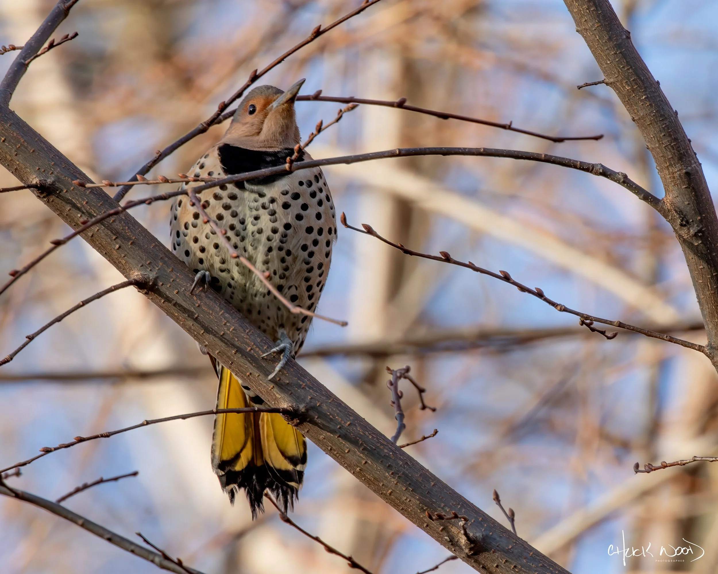  Central Park NYC, 2018 