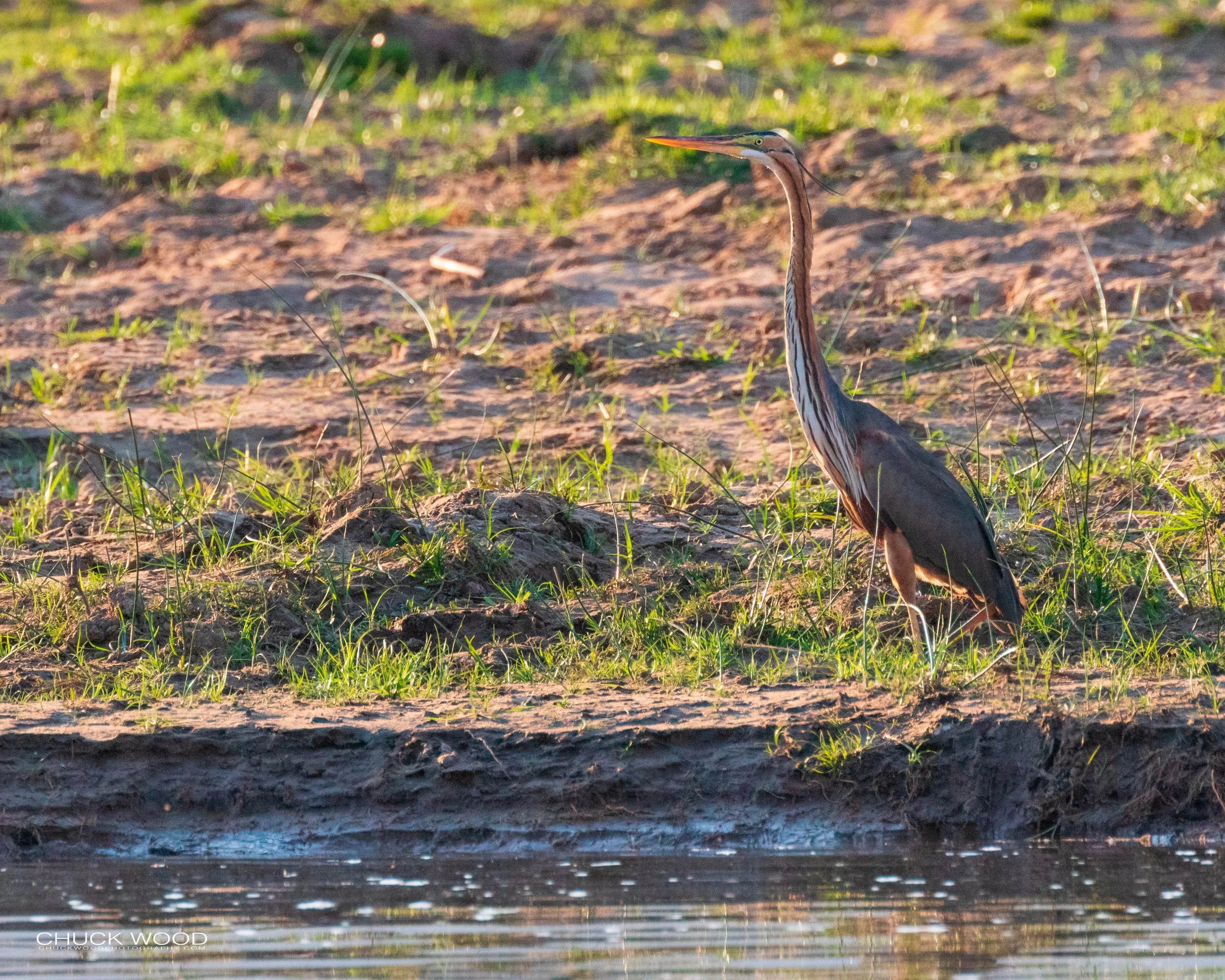  Mana Pools, Zimbabwe 2019 