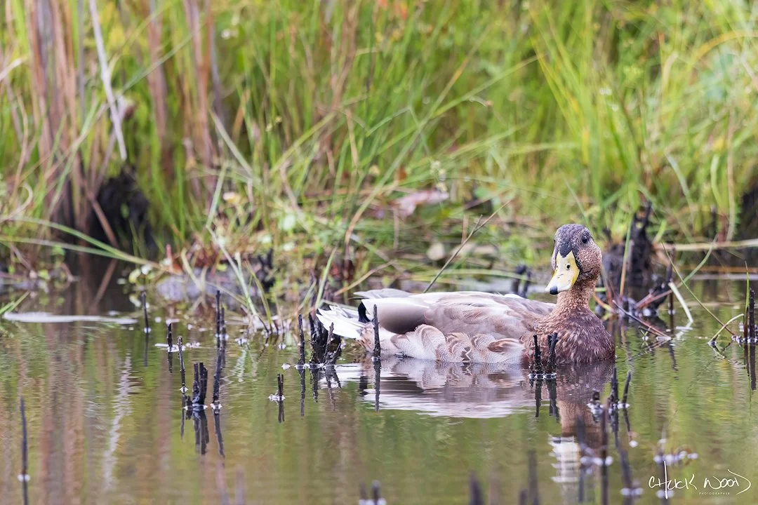  Forsythe NWR, NJ 2024 