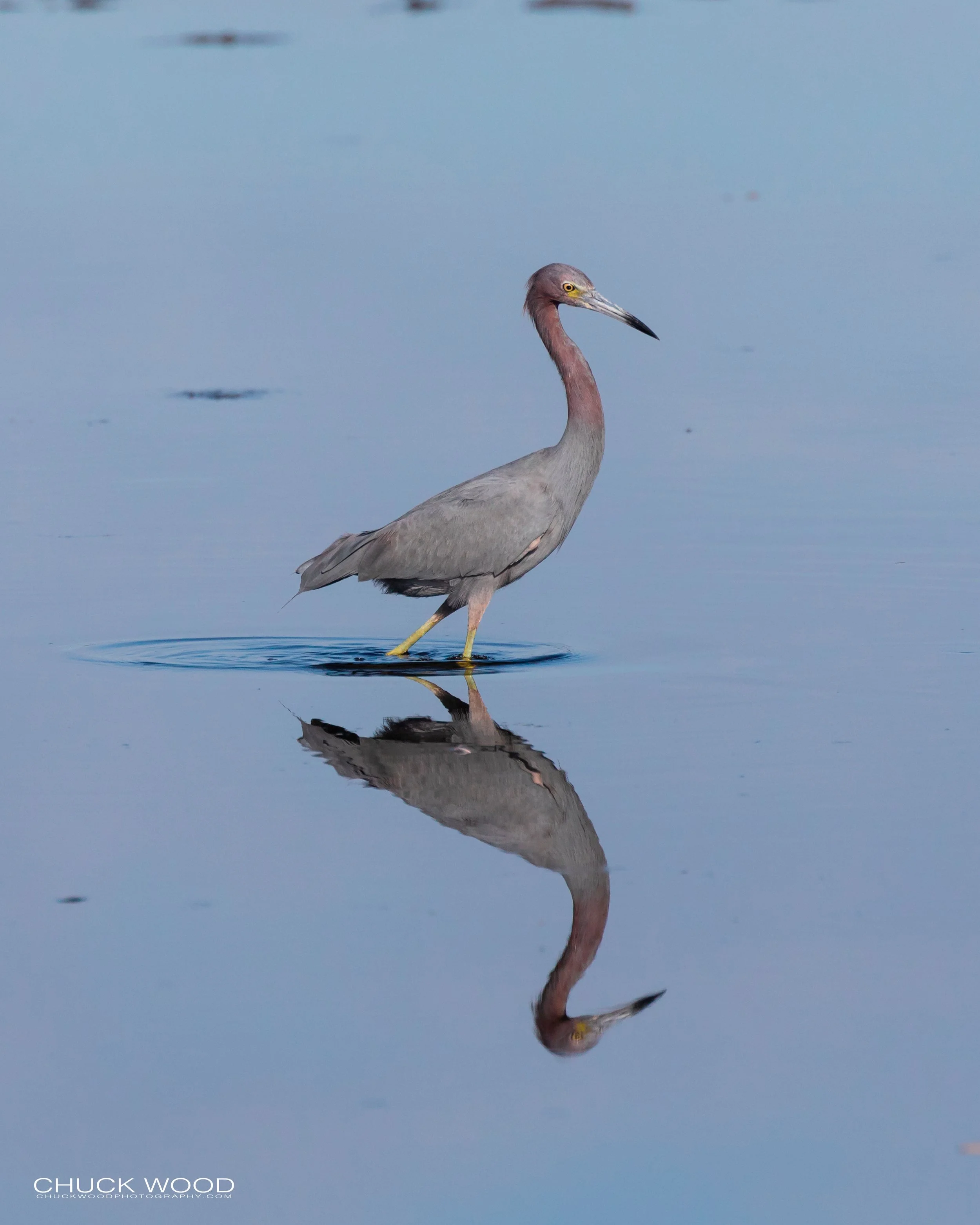  Merritt Island, FL 2019 
