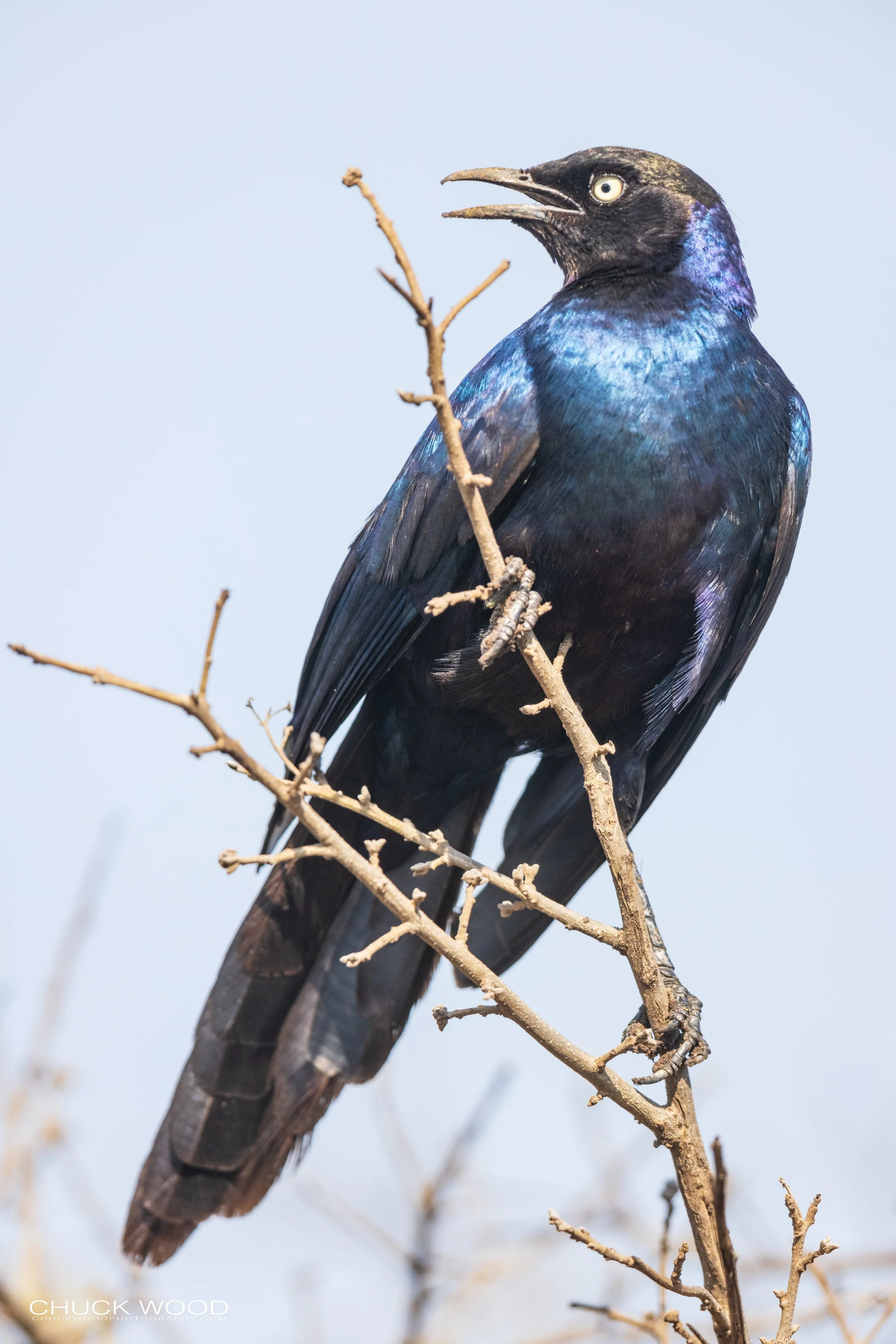   Serengeti, Tanzania 2021 
