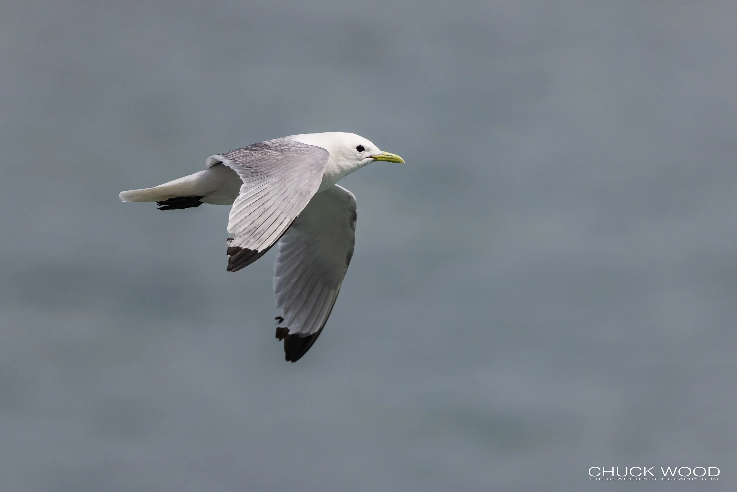  Resurrection Bay, AK 2022 