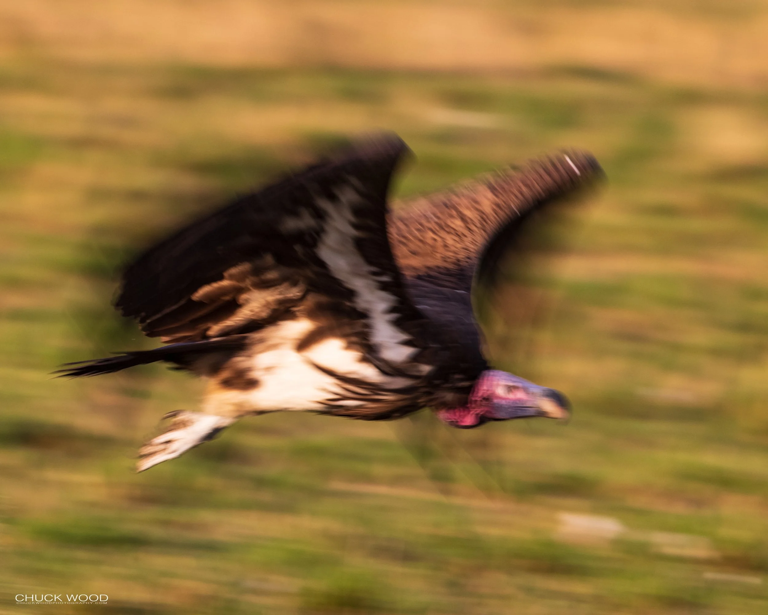  Serengeti, Tanzania 2021 