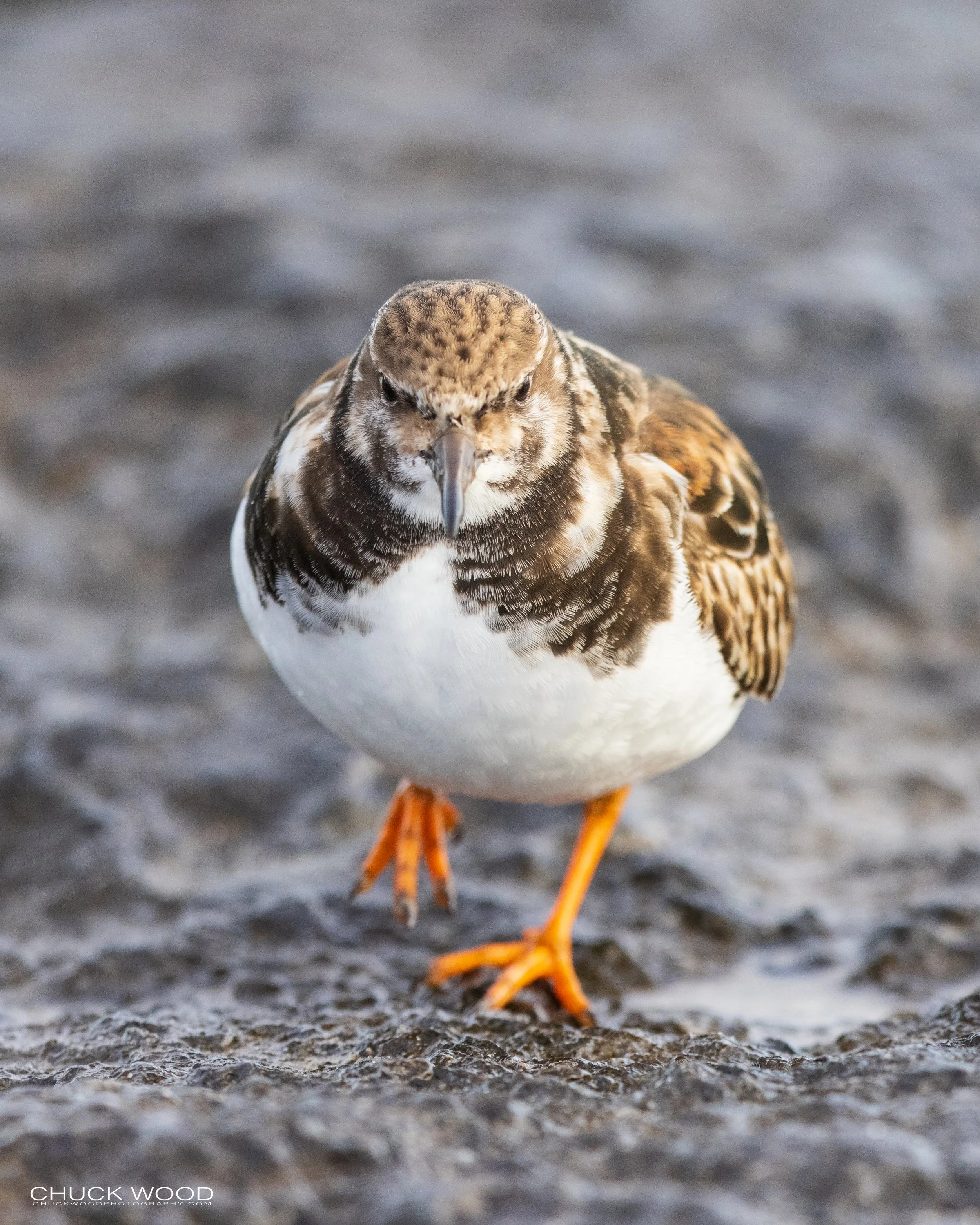  Barnegat Lighthouse, NJ 2021 