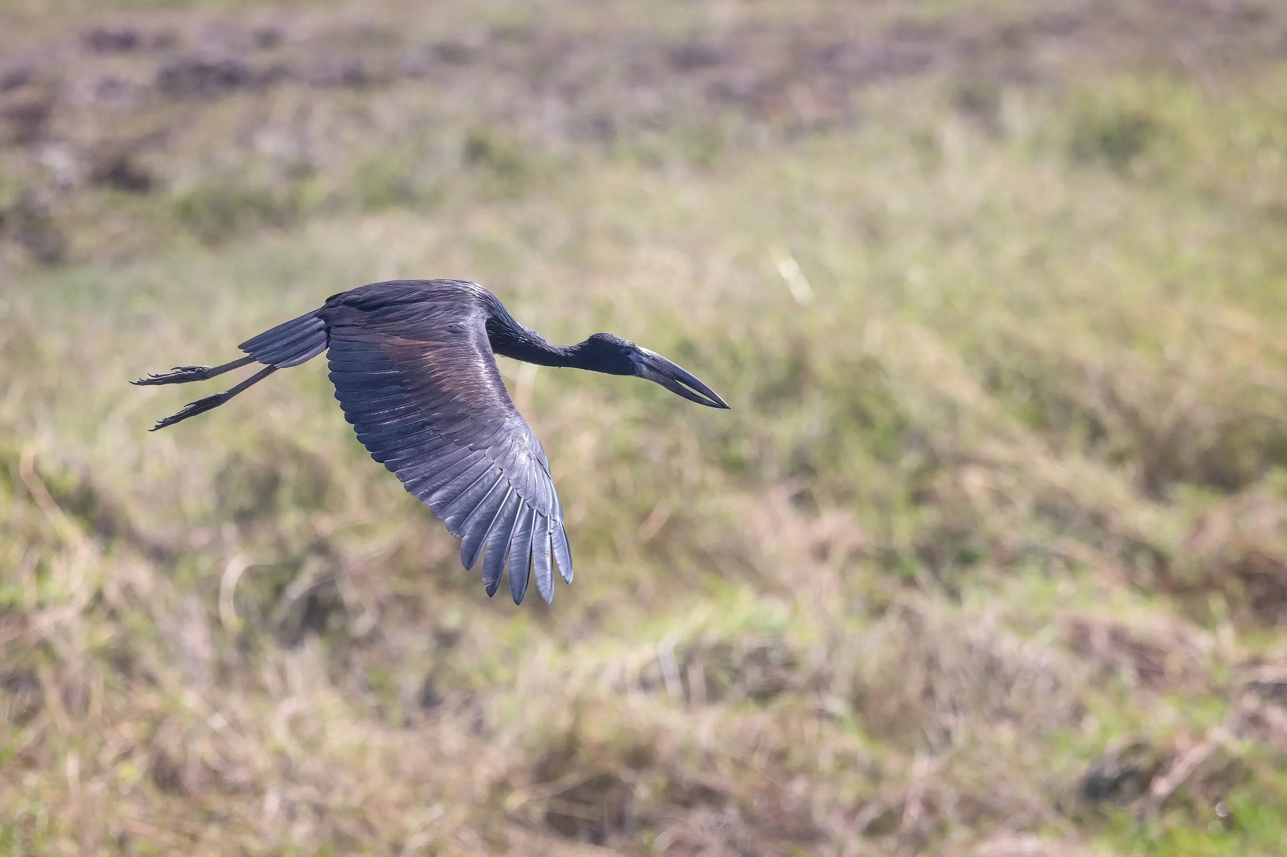  Chobe Riverfront, Botswana 2023 
