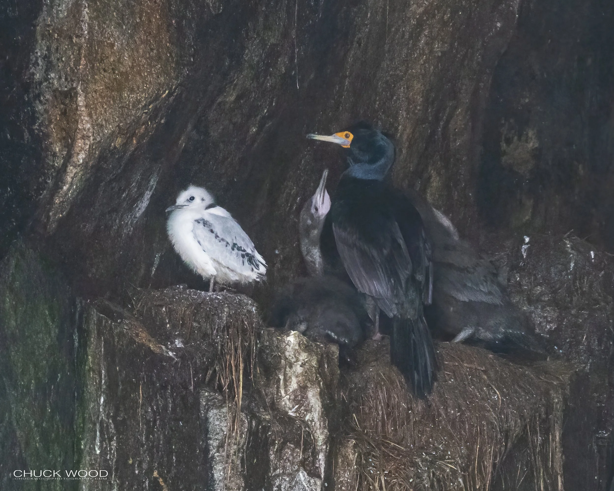  Resurrection Bay, AK 2022 