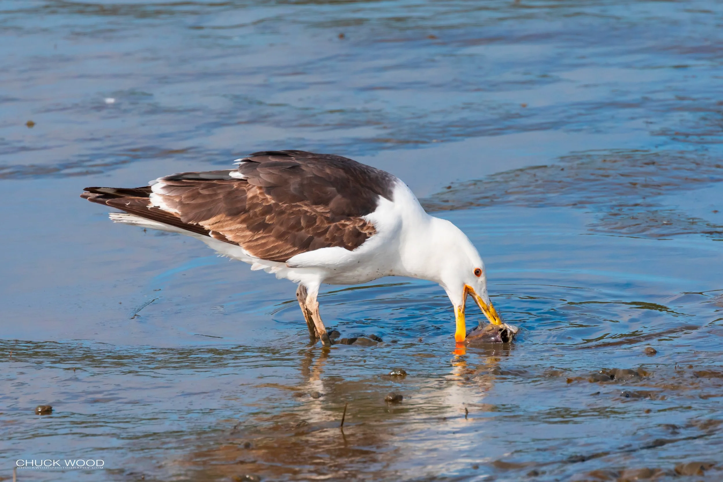  Forsythe NWR, NJ 2019 