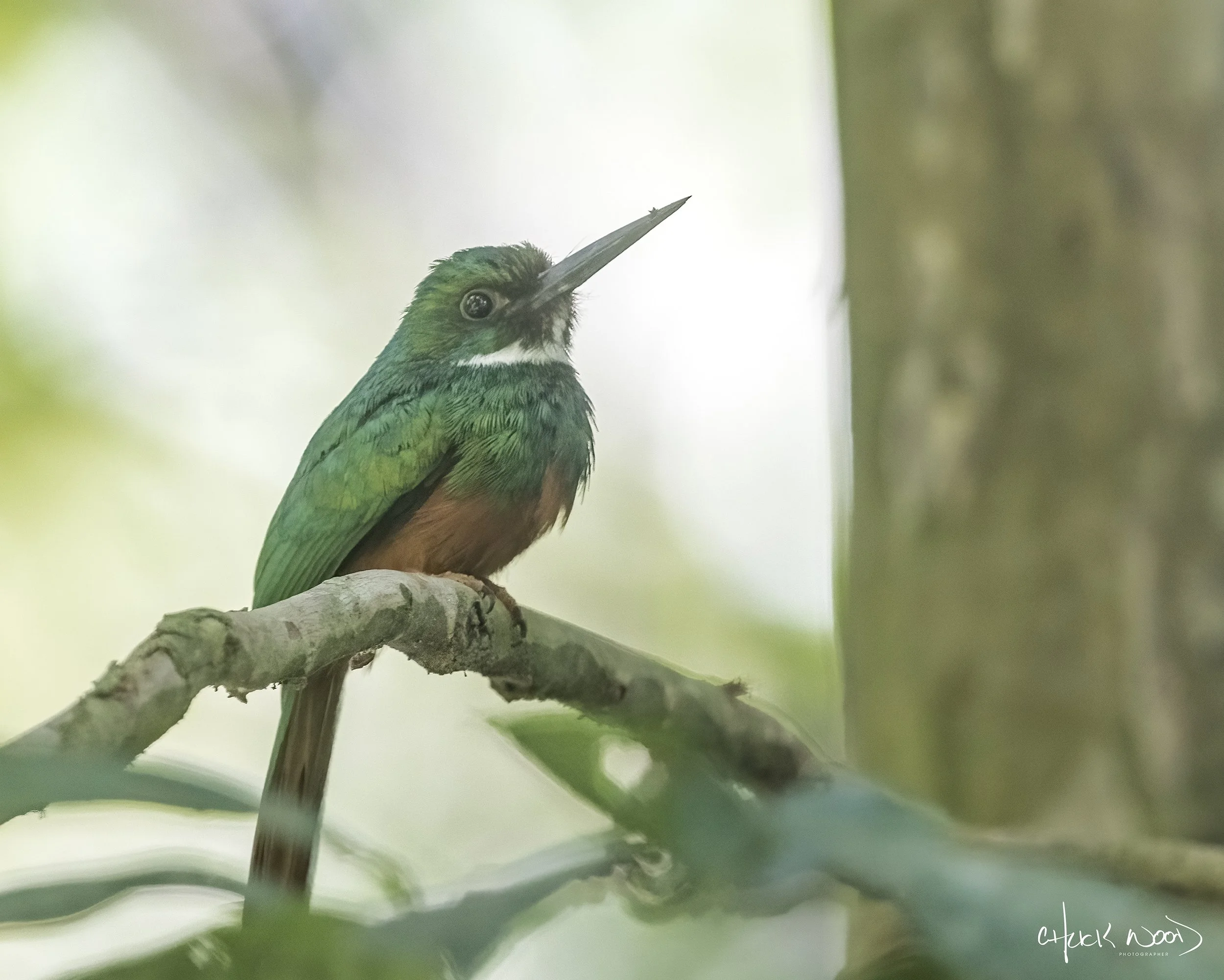  Carara NP, Costa Rica 2023 
