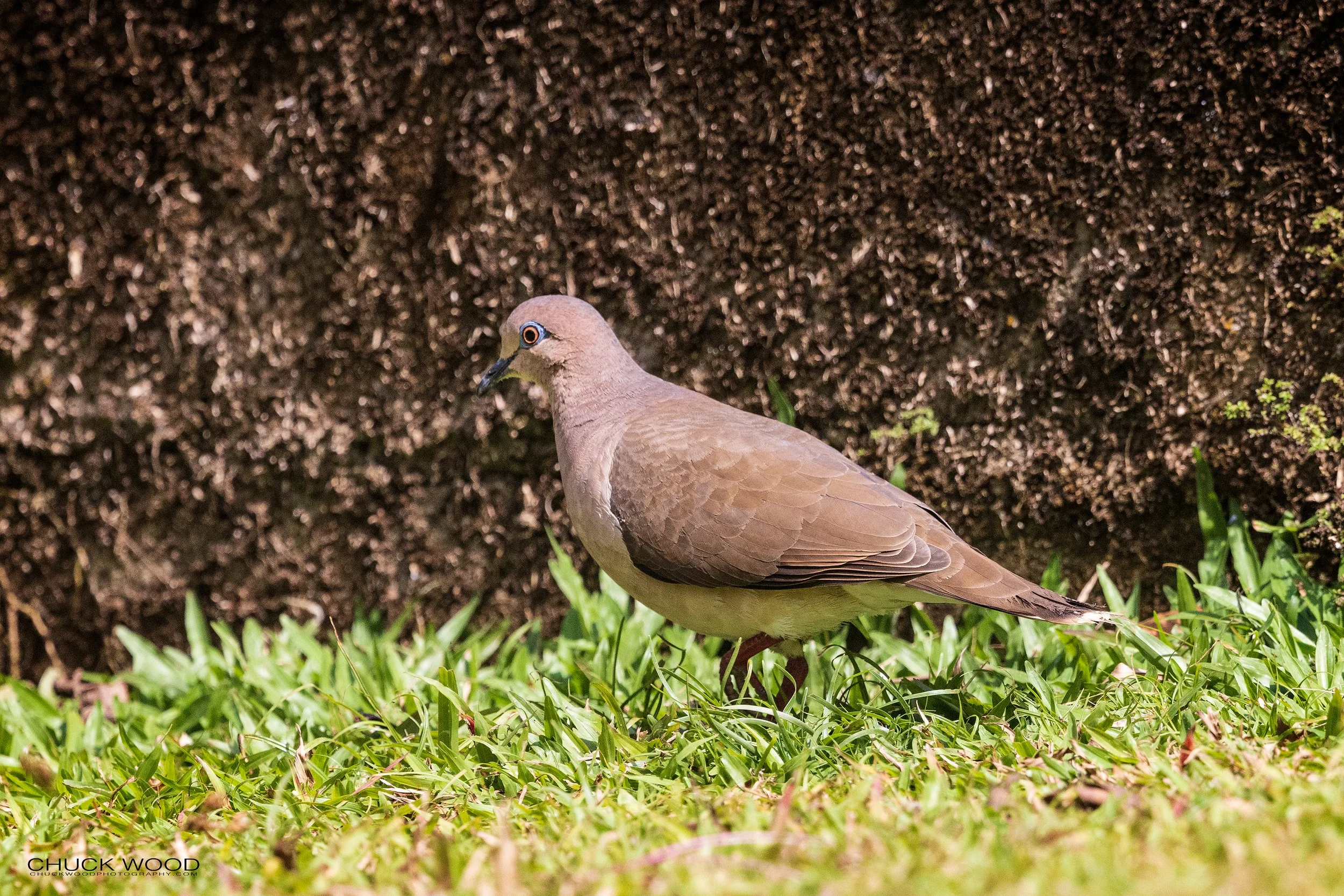  Macaw Lodge, Costa Rica 2023 