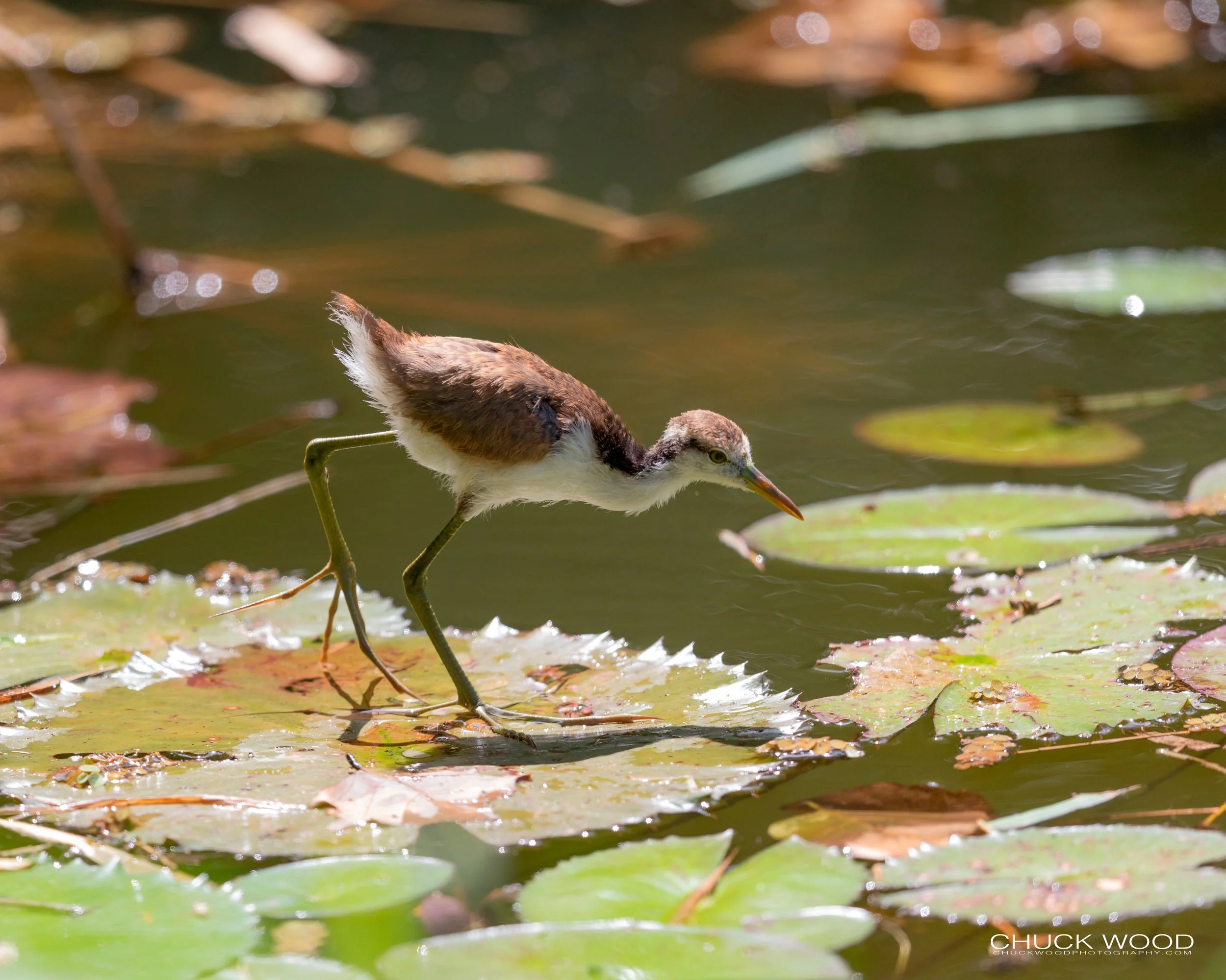  CATIE, Costa Rica 2020 