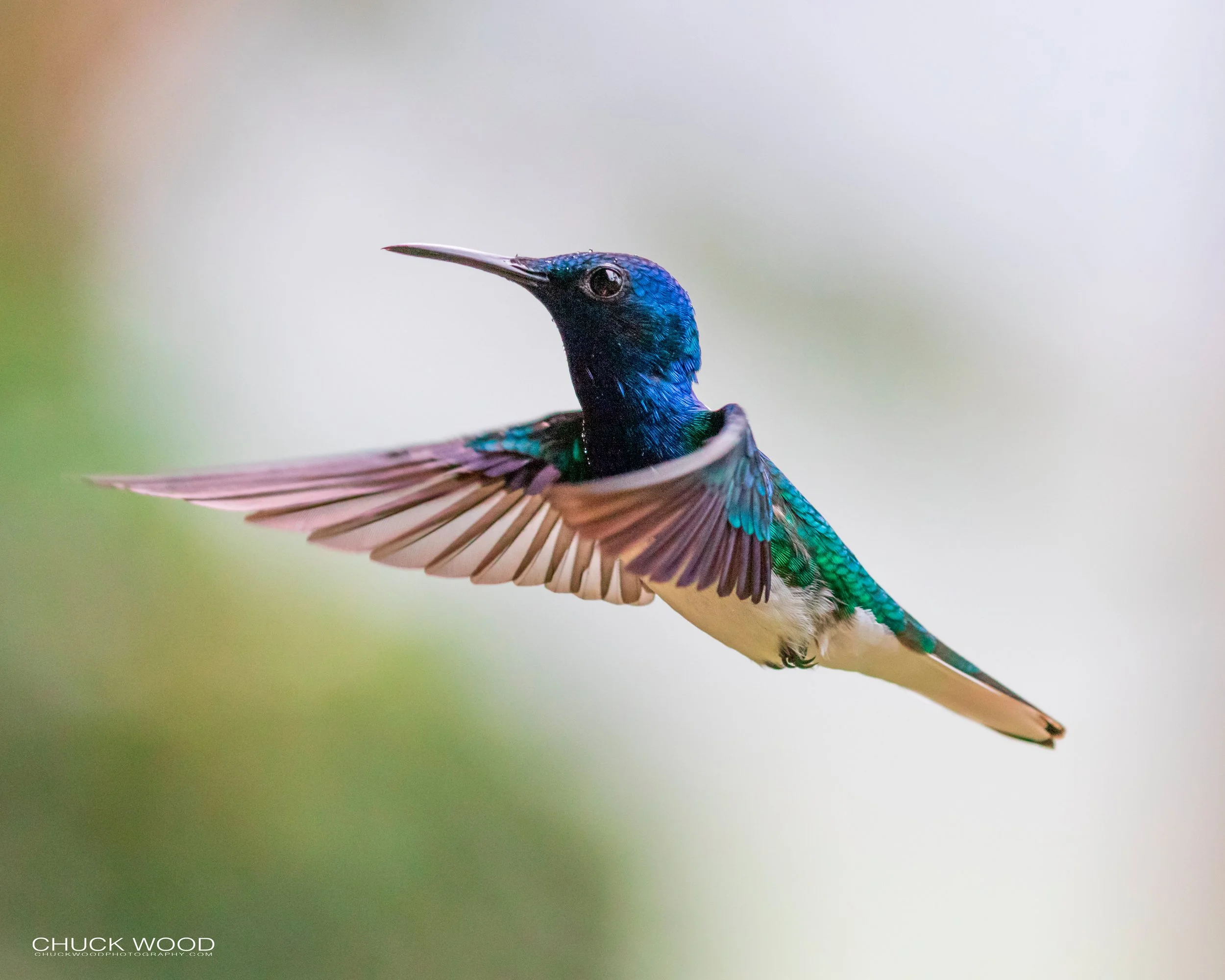  Rancho Naturalista, Costa Rica 2020 