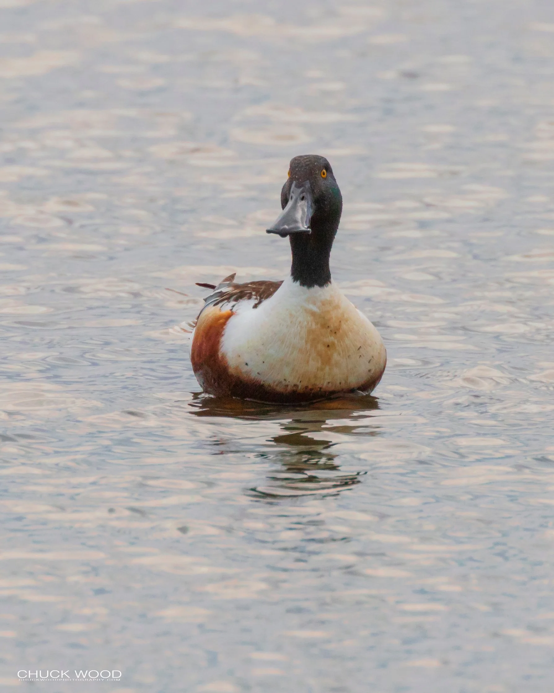  Forsythe NWR, NJ 2019 