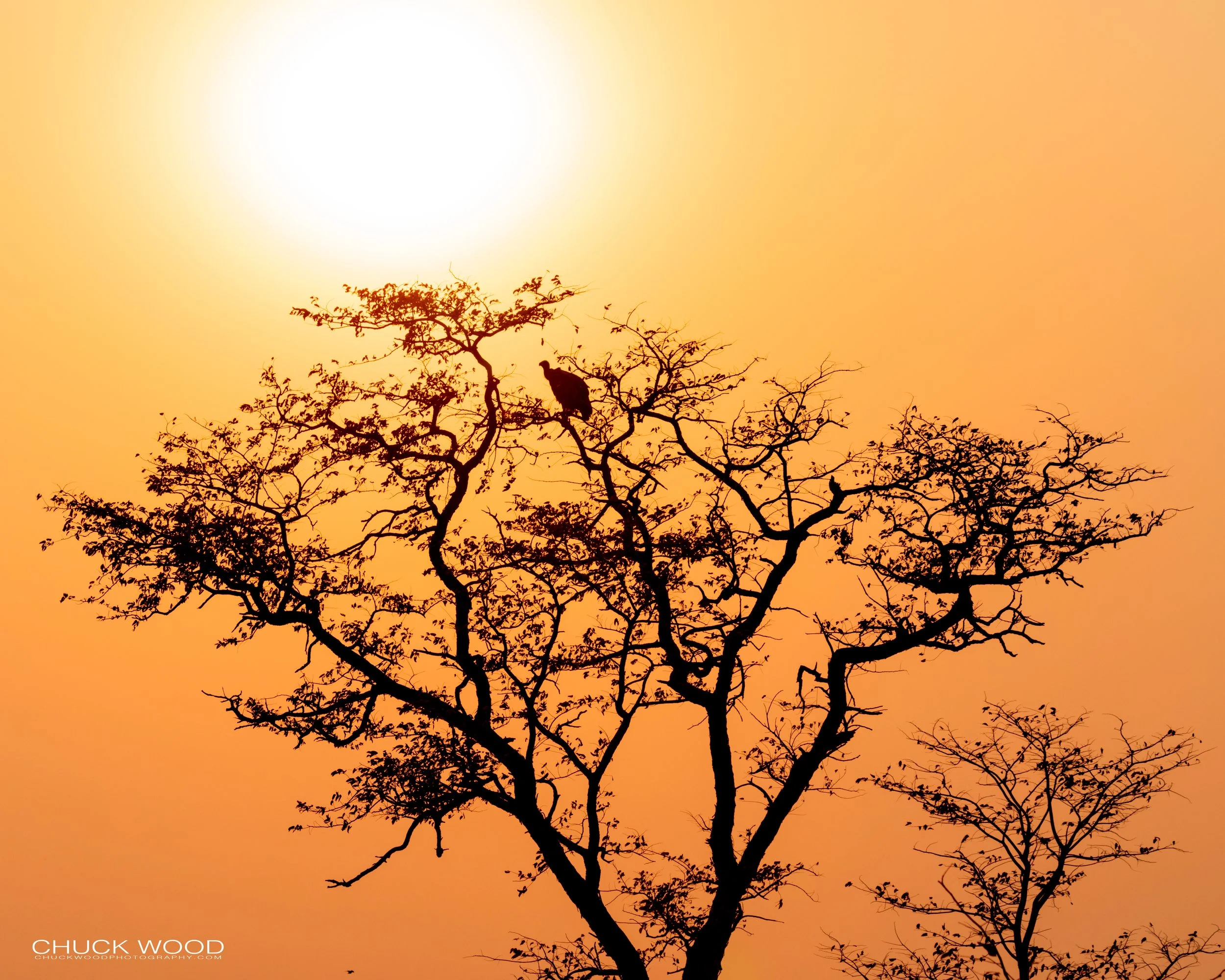  Hwange, Zimbabwe 2019 