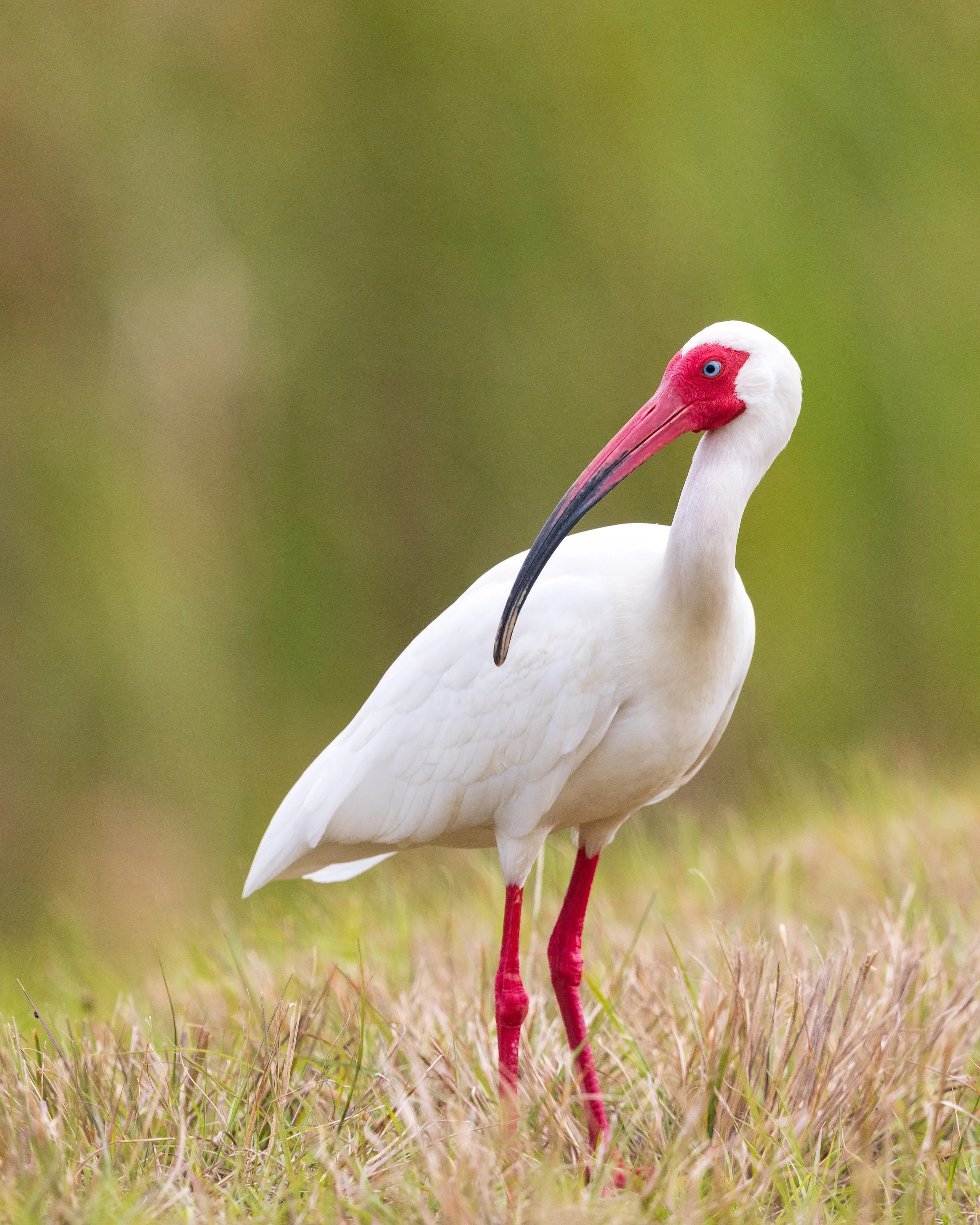 Viera Wetlands, FL 2023 