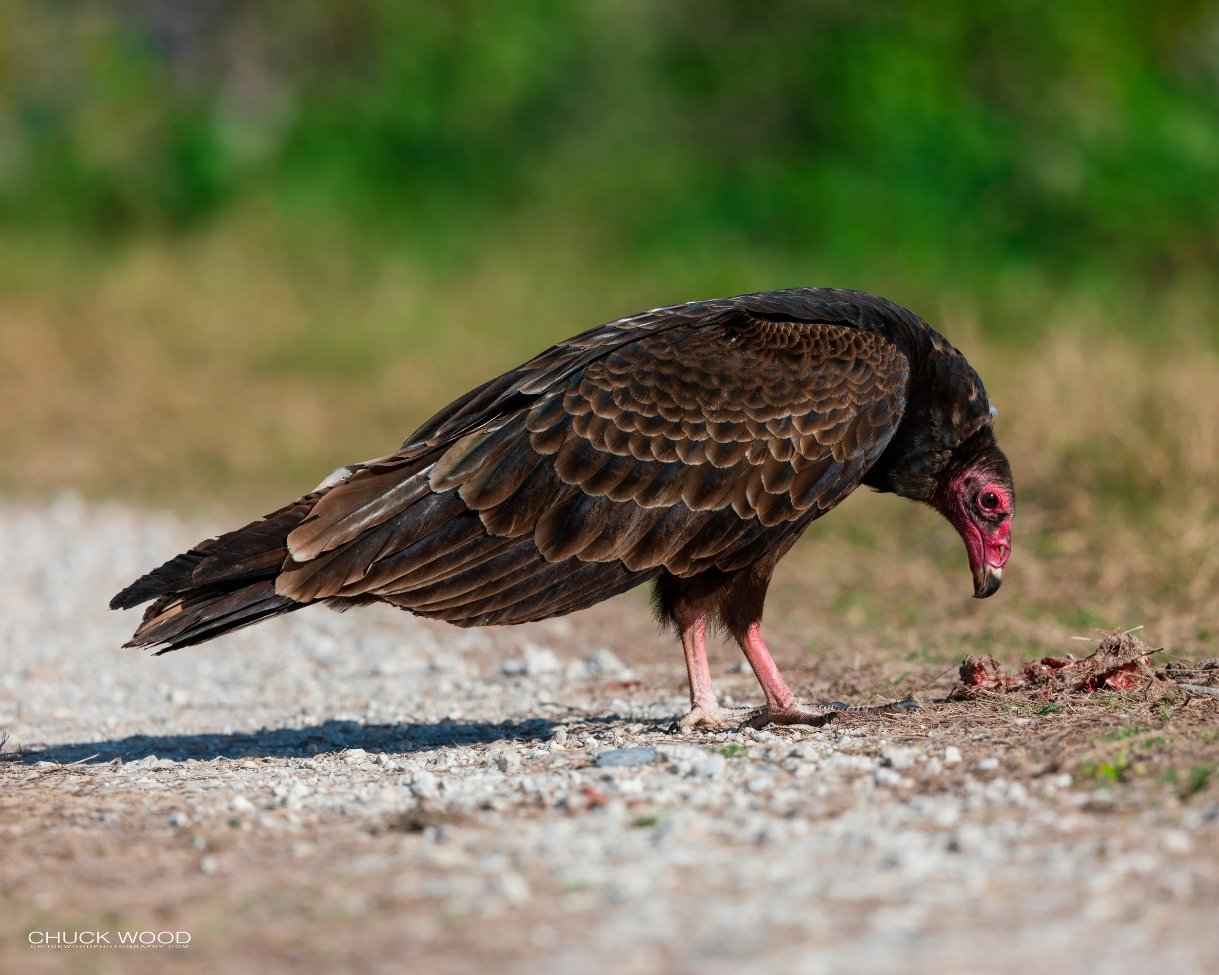  Merritt Island, FL 2020 