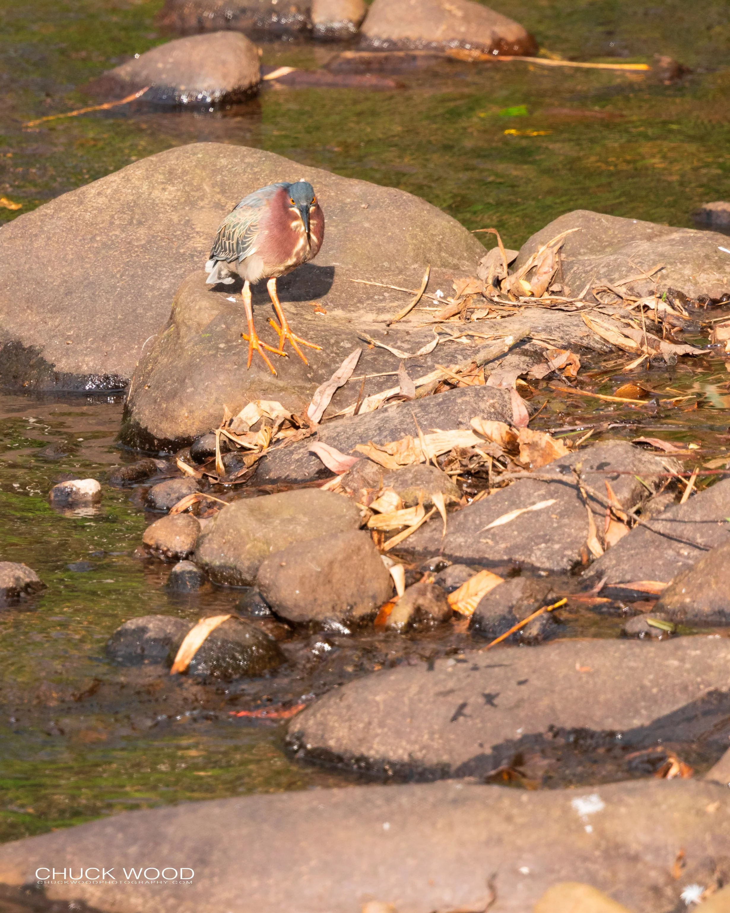  Tuis River Valley, Costa Rica 2020 