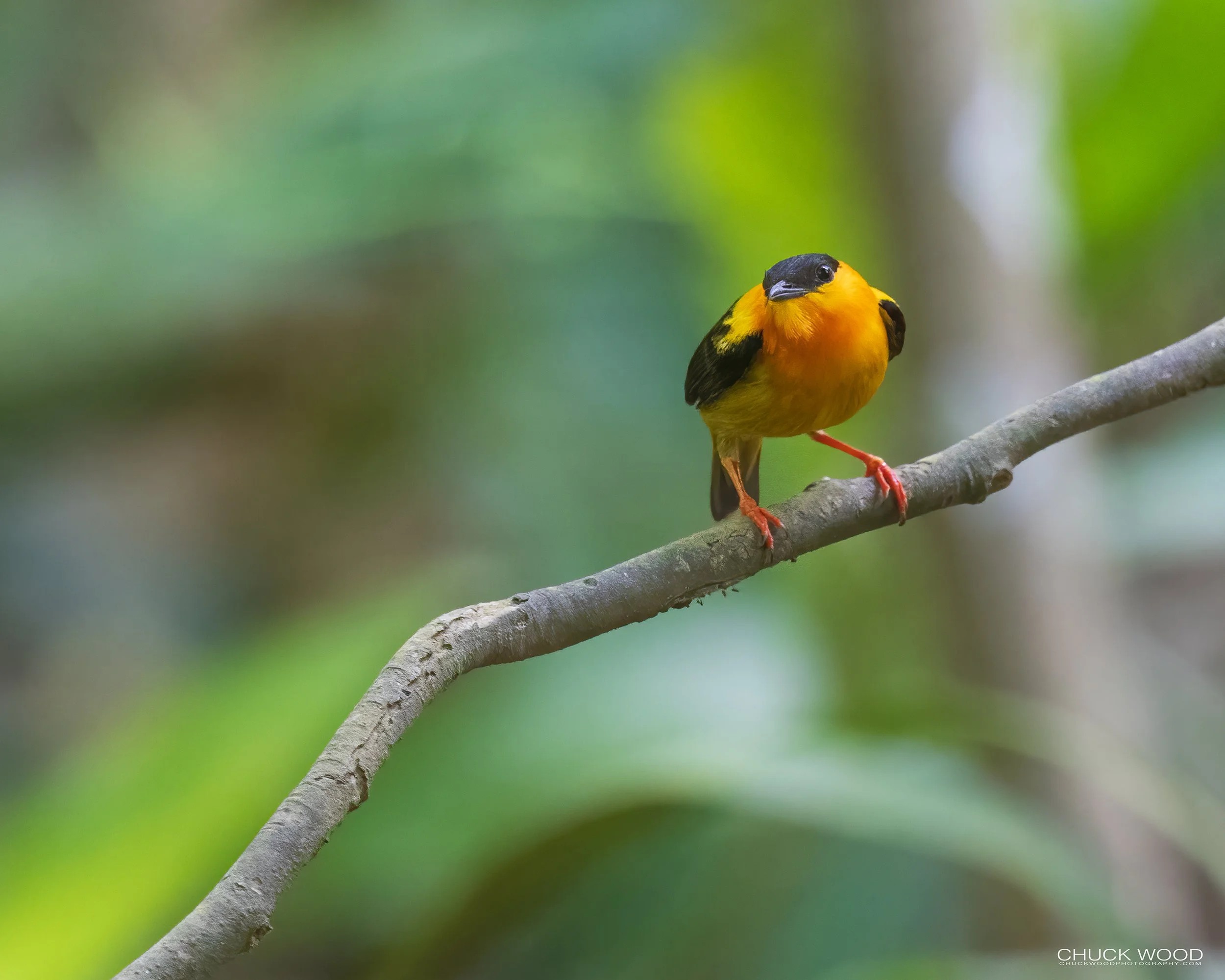  Carara NP, Costa Rica 2023 