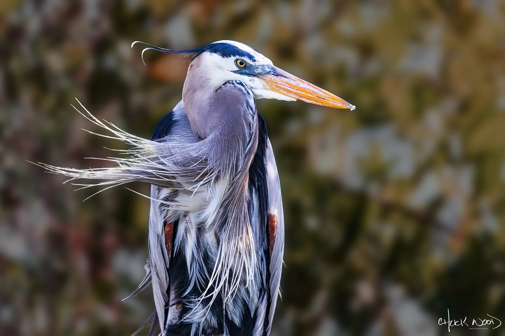 CW00434-Great-Blue-Heron-Merritt-2020-2000-sig.jpg