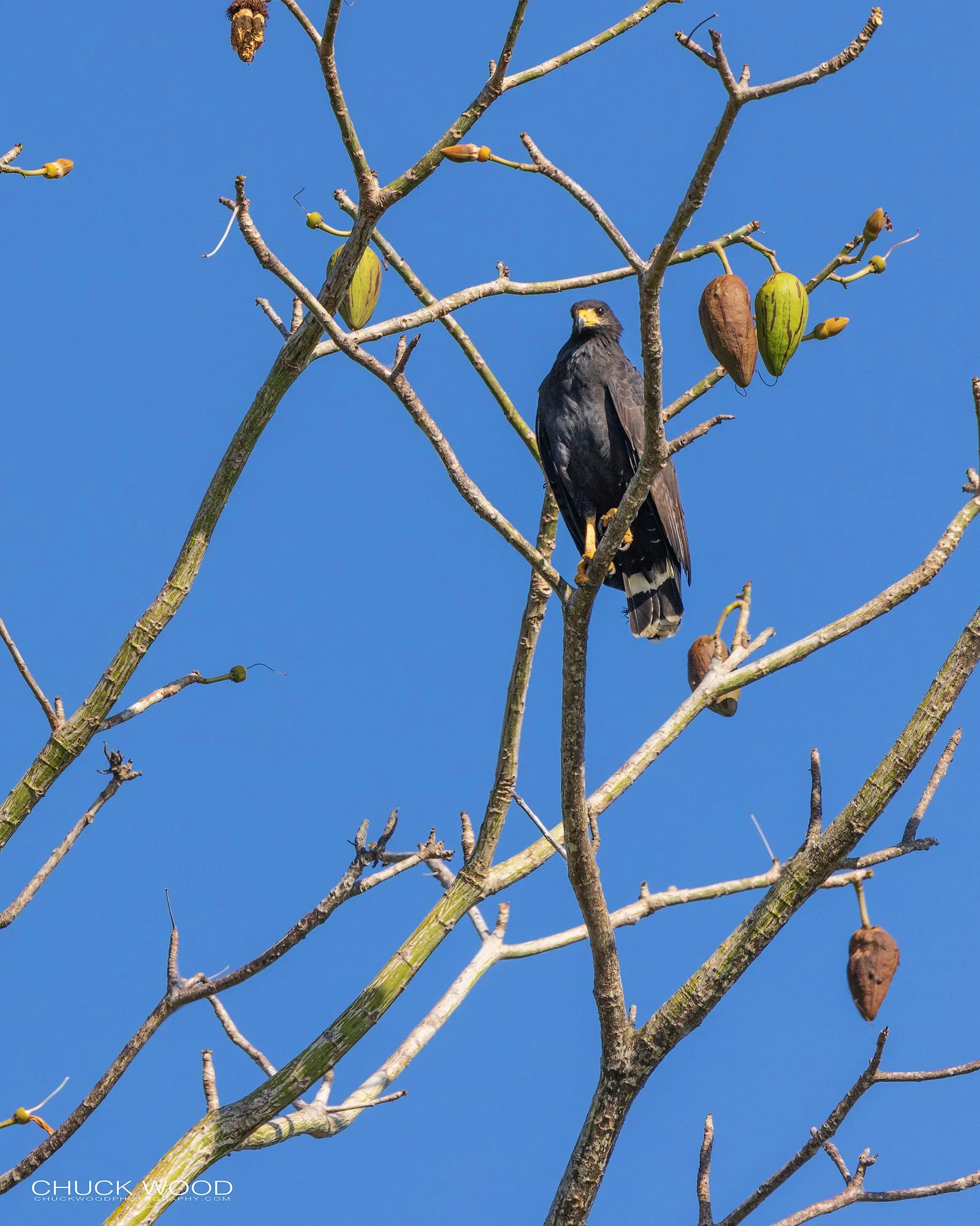  Osa Peninsula, Costa Rica 2022 