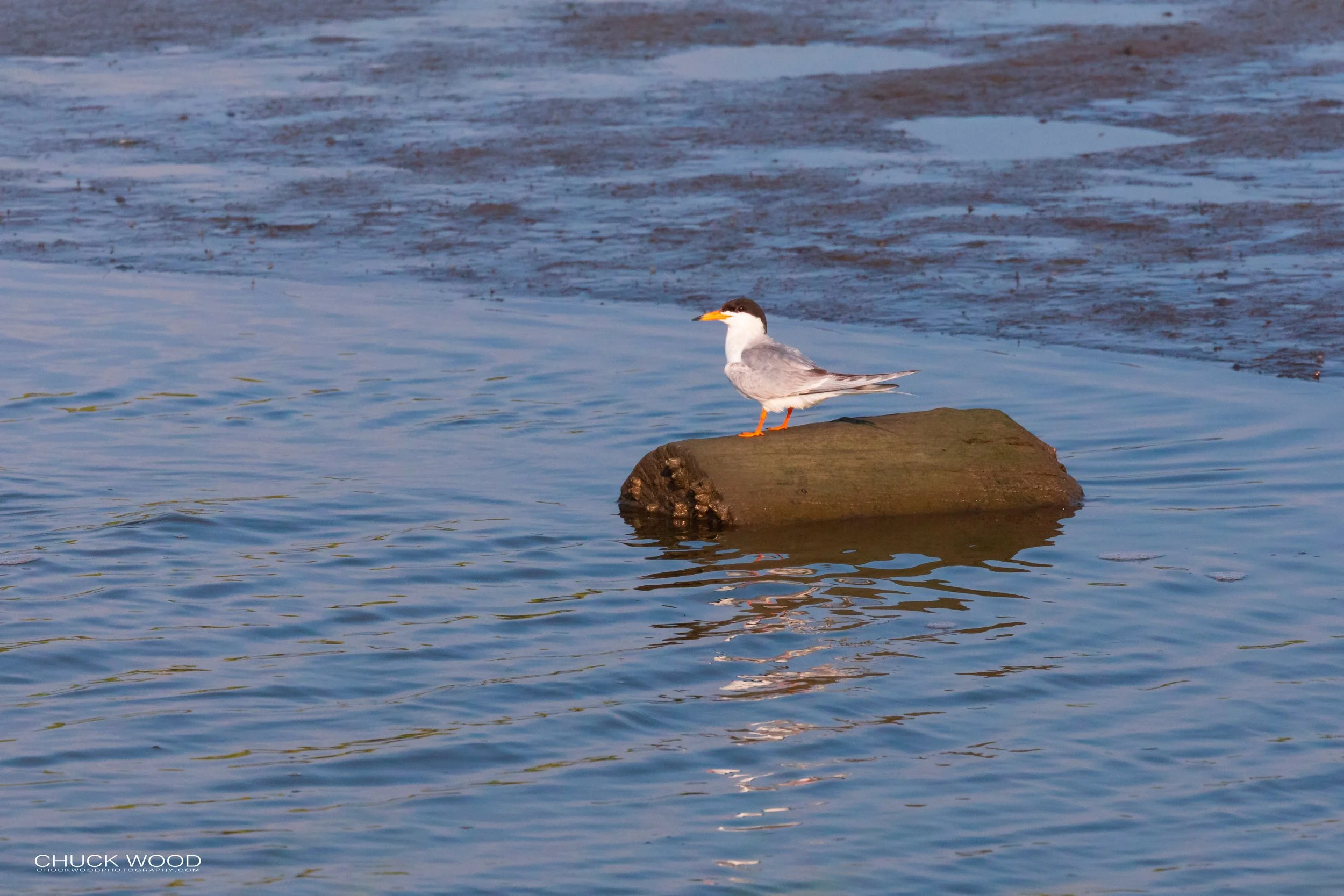  Forsythe NWR, NJ 2019 