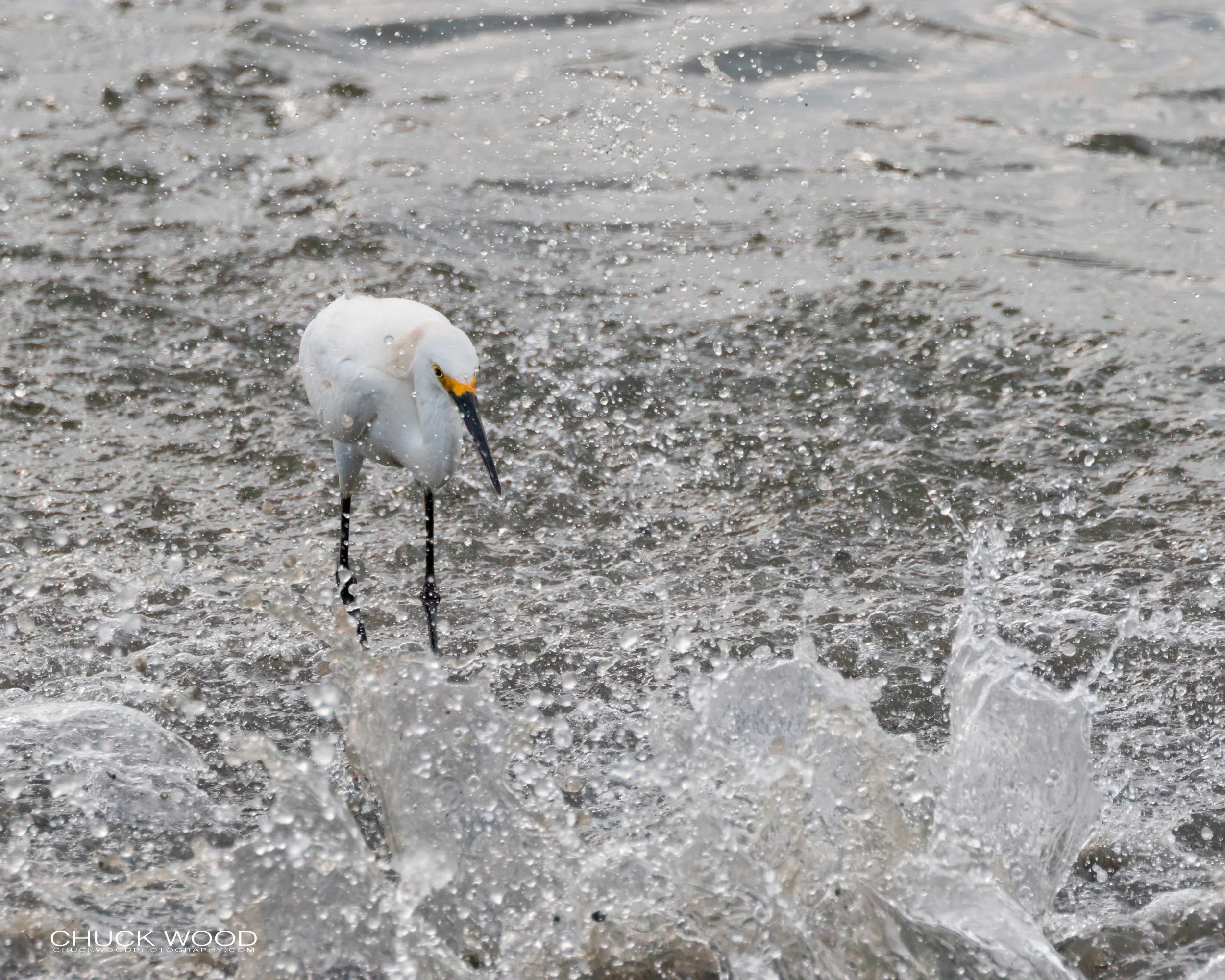  Forsythe NWR, NJ 2019 