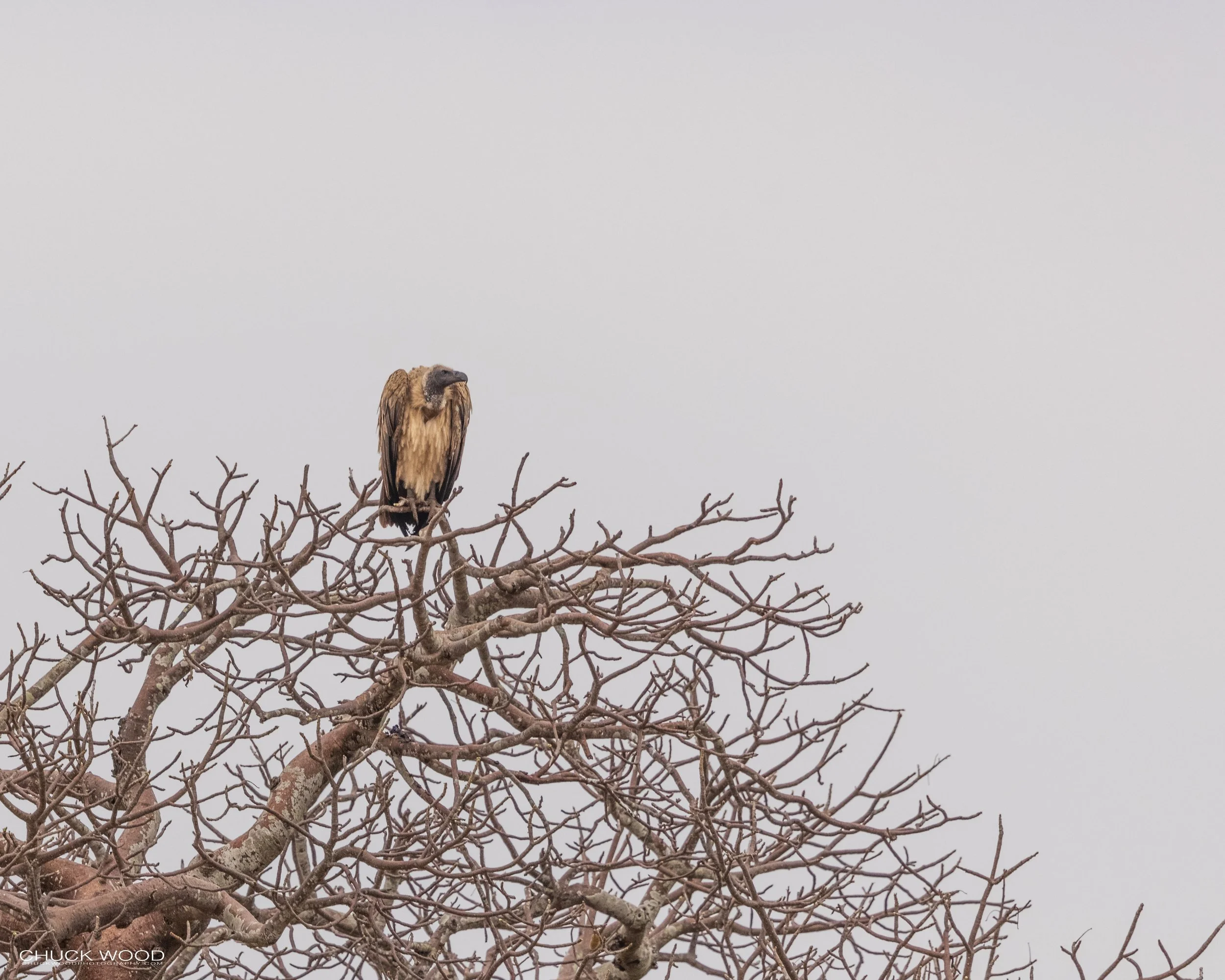  Tarangire, Tanzania 2021 