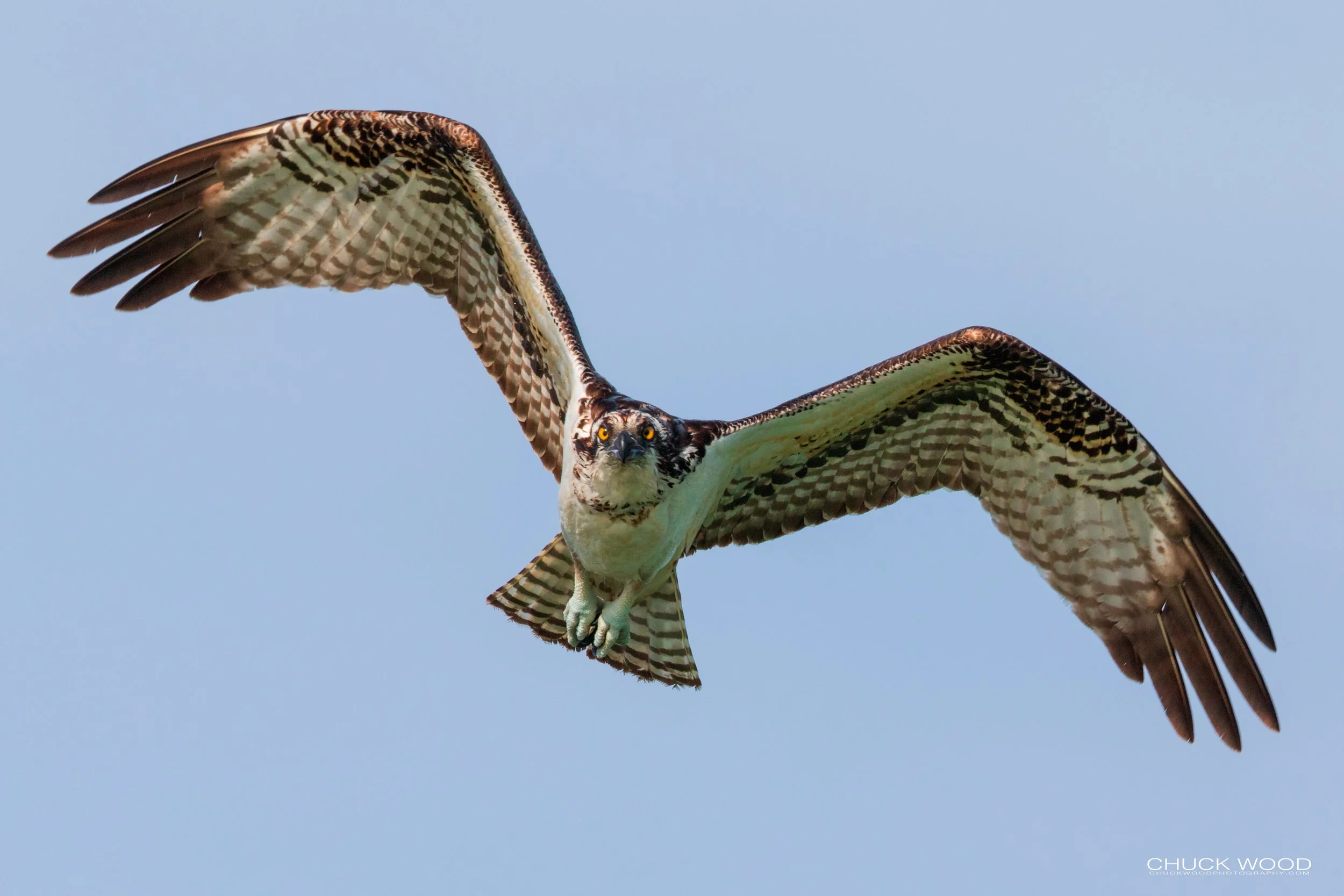 Sebastian Inlet, FL 2020