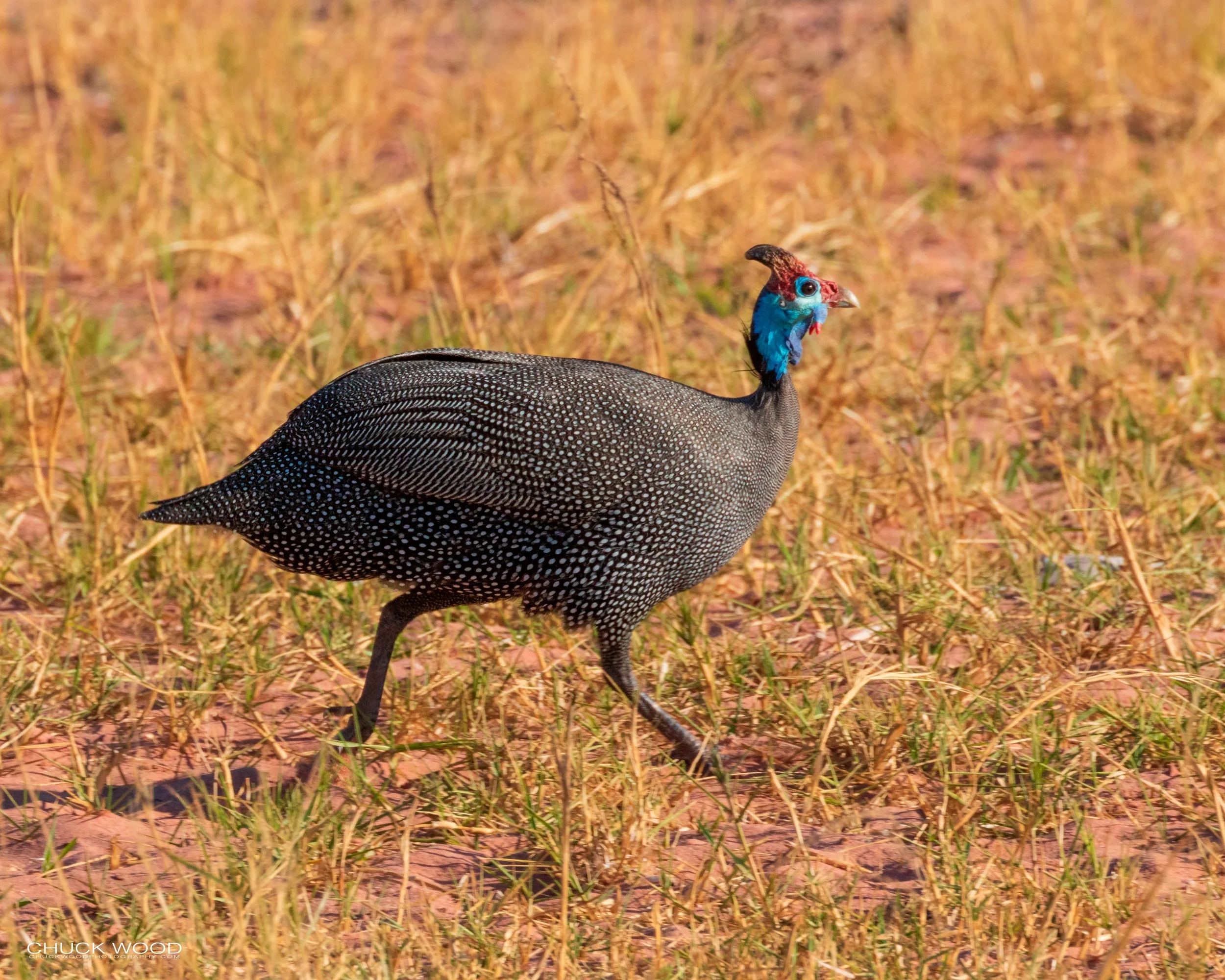  Lake Kariba, Zimbabwe 2019 