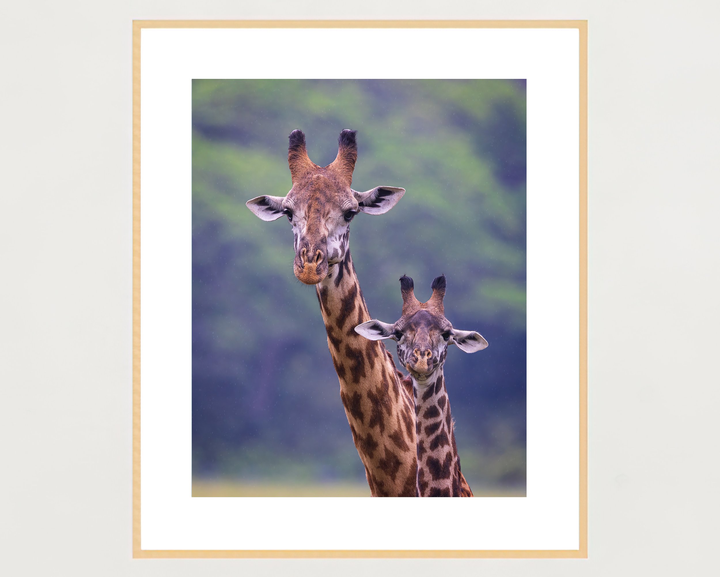 giraffe-pair-4x5-frame-portrait-maple-WB.jpg