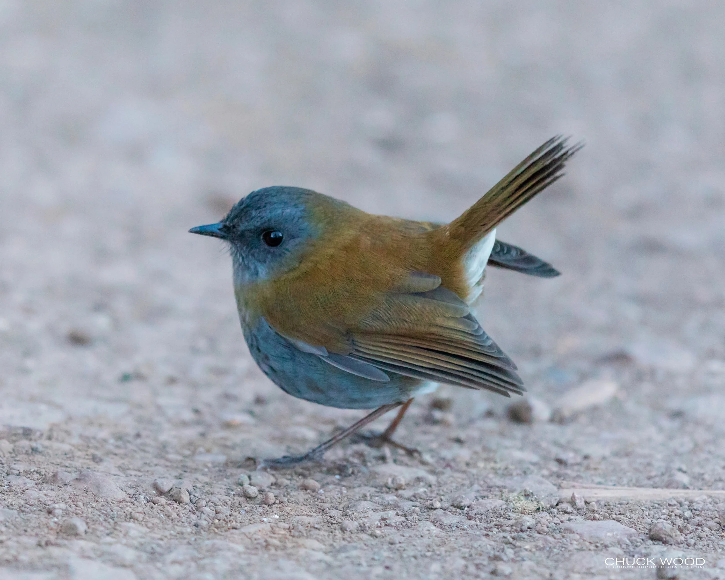  Paraiso Quetzal, Costa Rica 2020 